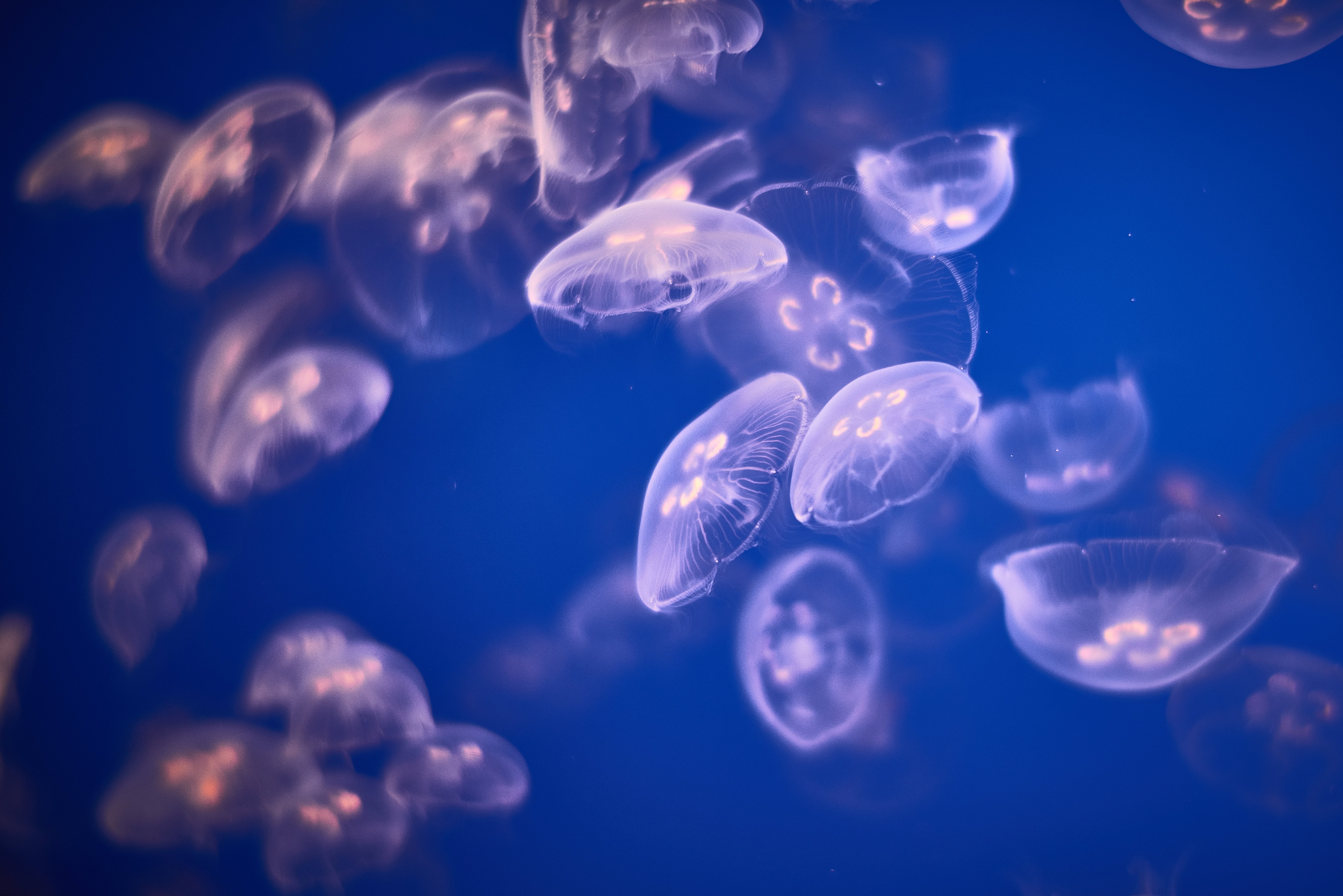 4K Jellyfish Wallpaper and Background Image