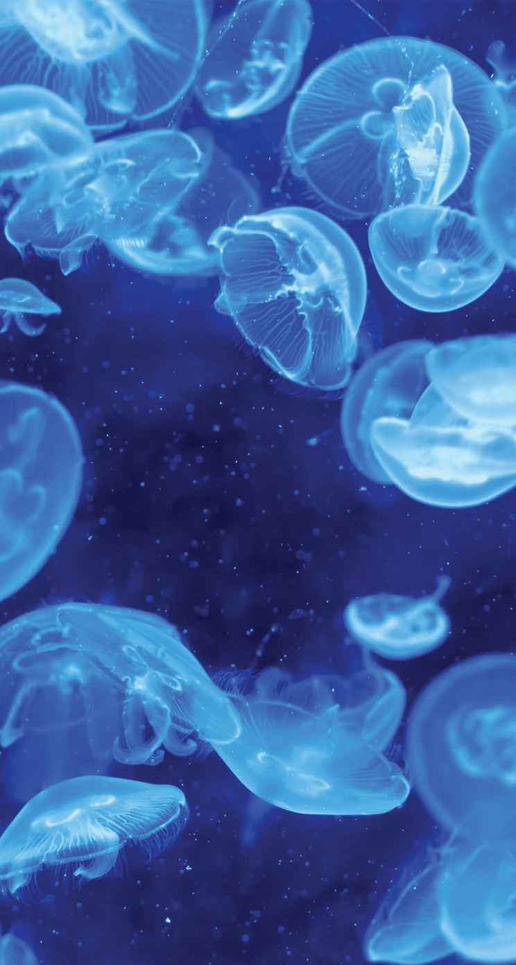jellyfish wallpaper iphone, jellyfish, water, blue, organism, marine biology