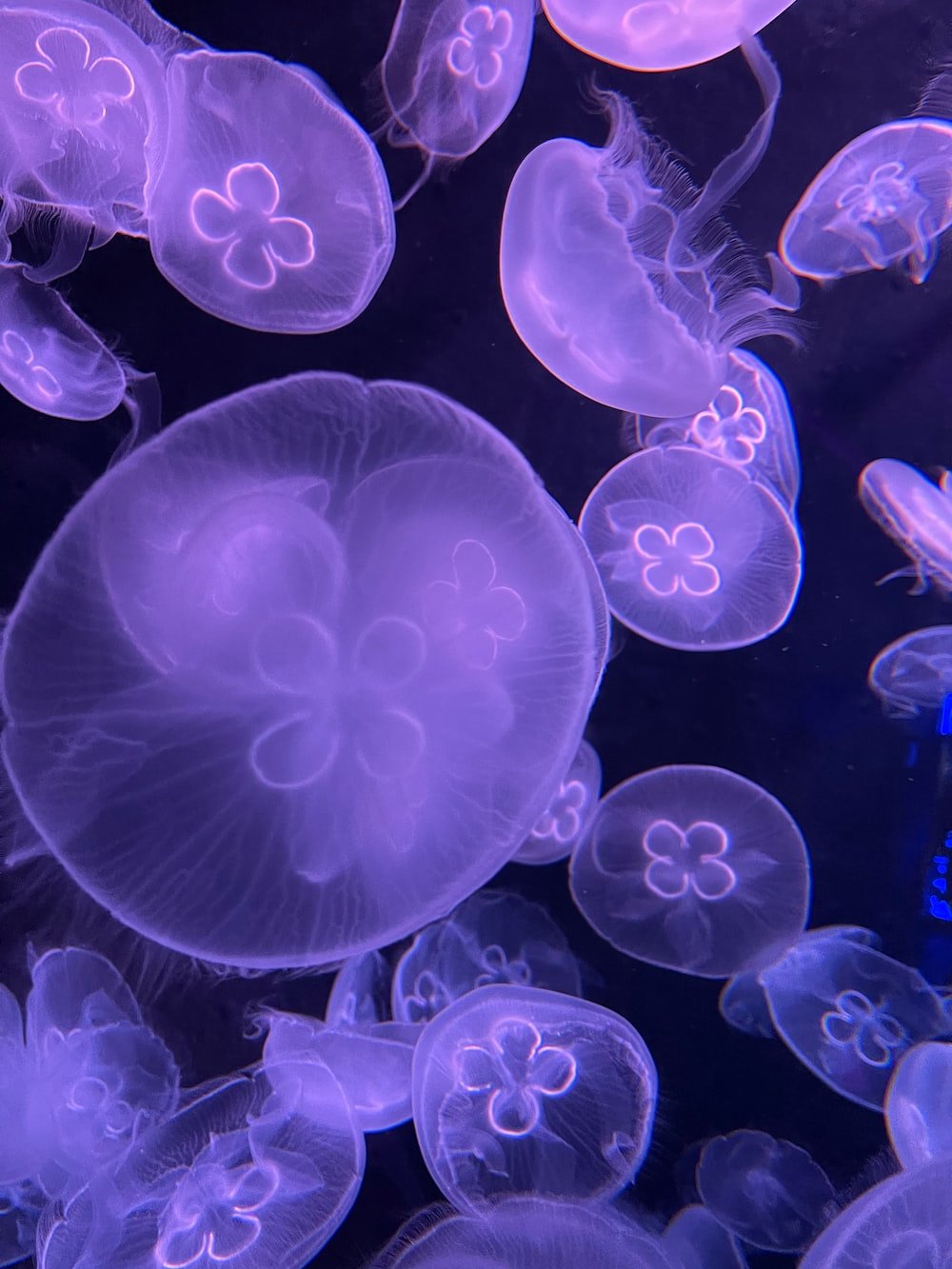 Purple Jellyfish Picture. Download Free Image