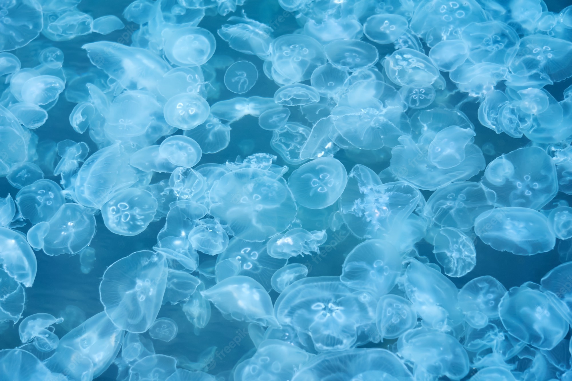 Moon Jellyfish Image. Free Vectors, & PSD