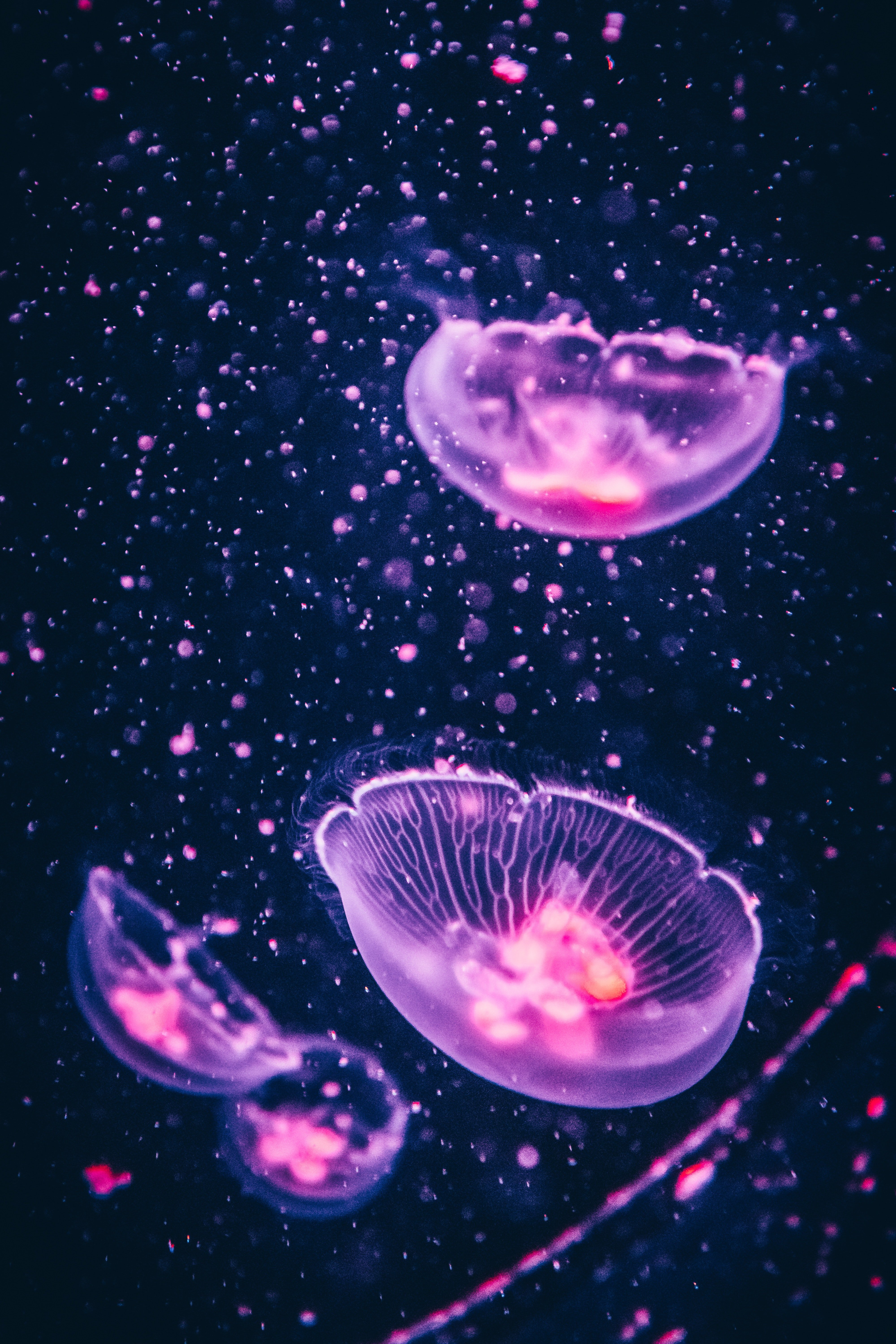 Jellyfish Photo, Download Free Jellyfish & HD Image
