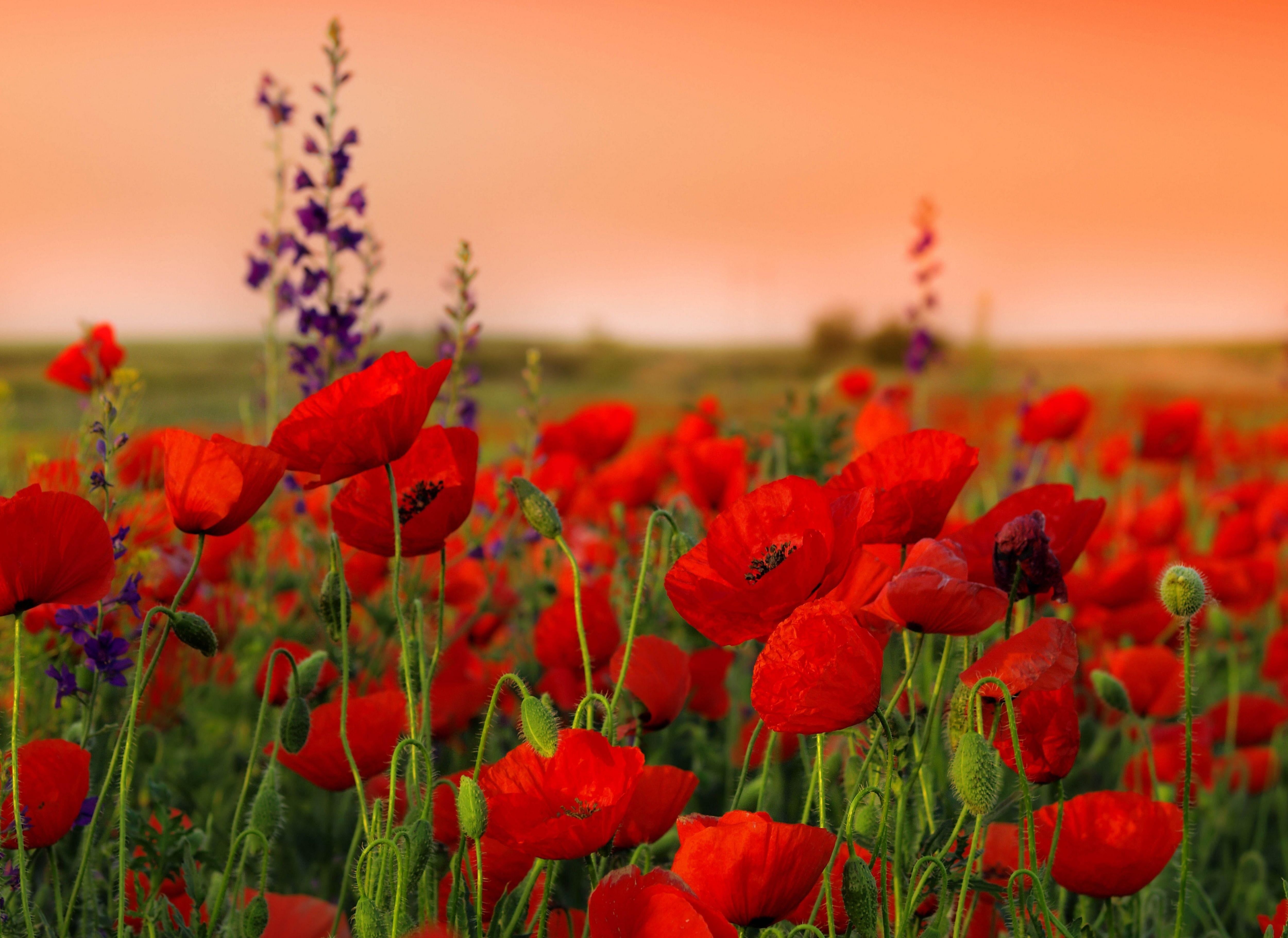 red poppy flower field #poppies #flowers #field #sharpness #summer K # wallpaper #hdwallpaper #desktop. Poppy field, Poppies, Poppy flower