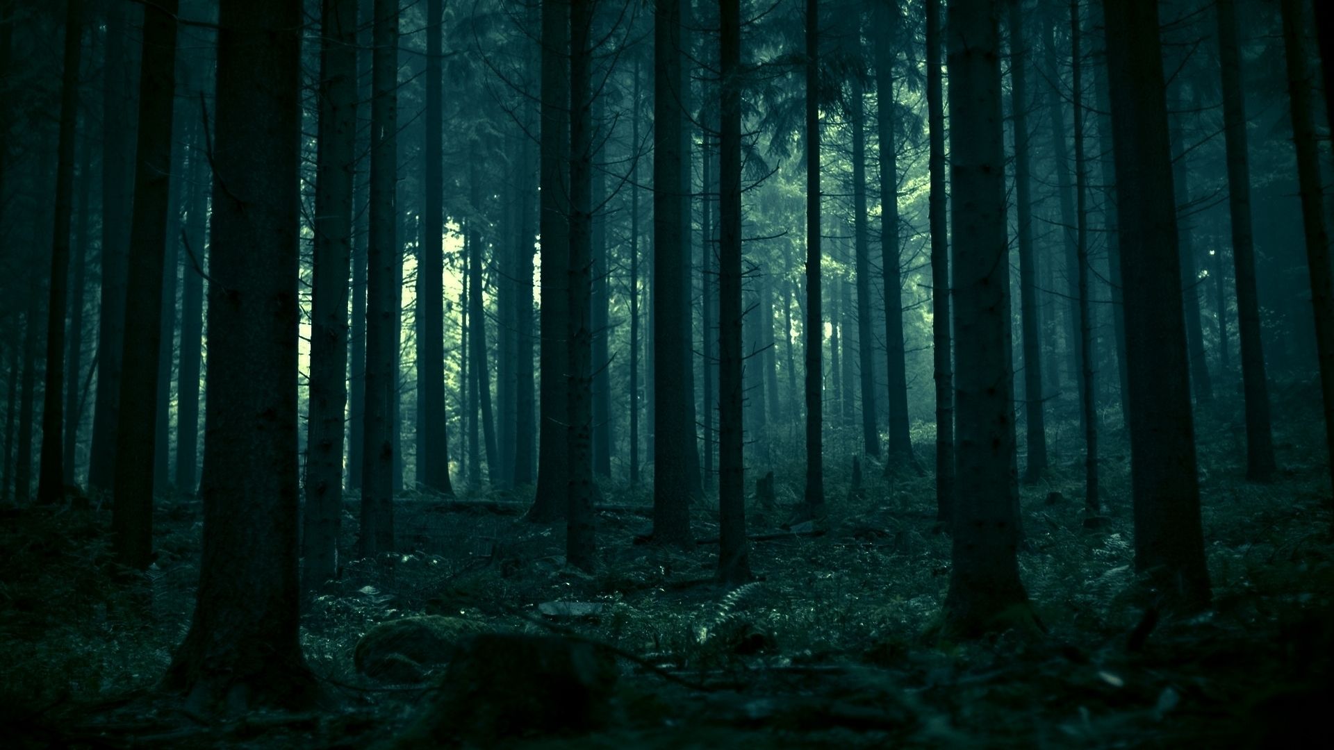 Forest wallpaper, Forest background
