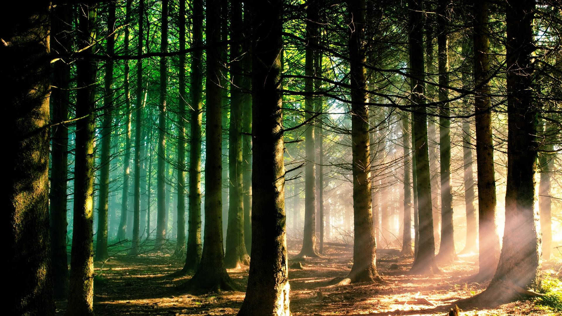 Nature Forest Wallpaper