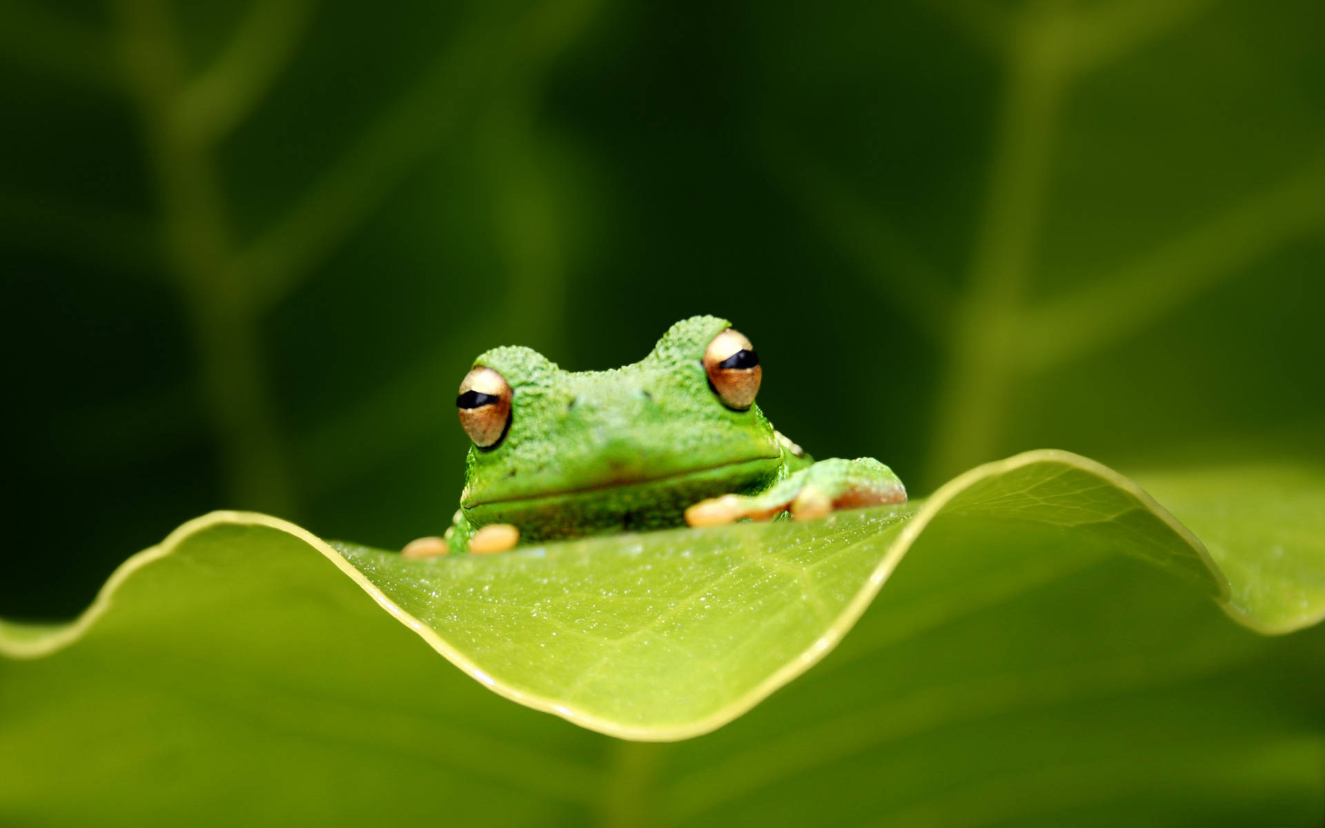 Download Kawaii Frog Climbing A Green Leaf Wallpaper