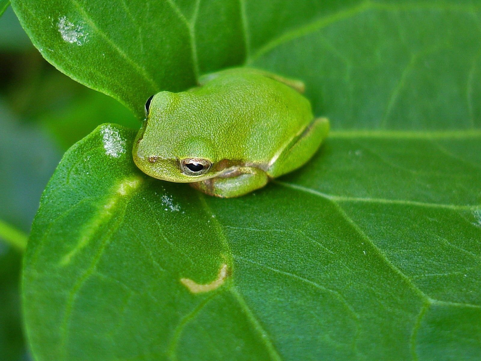 Download Frog wallpaper for mobile phone, free Frog HD picture