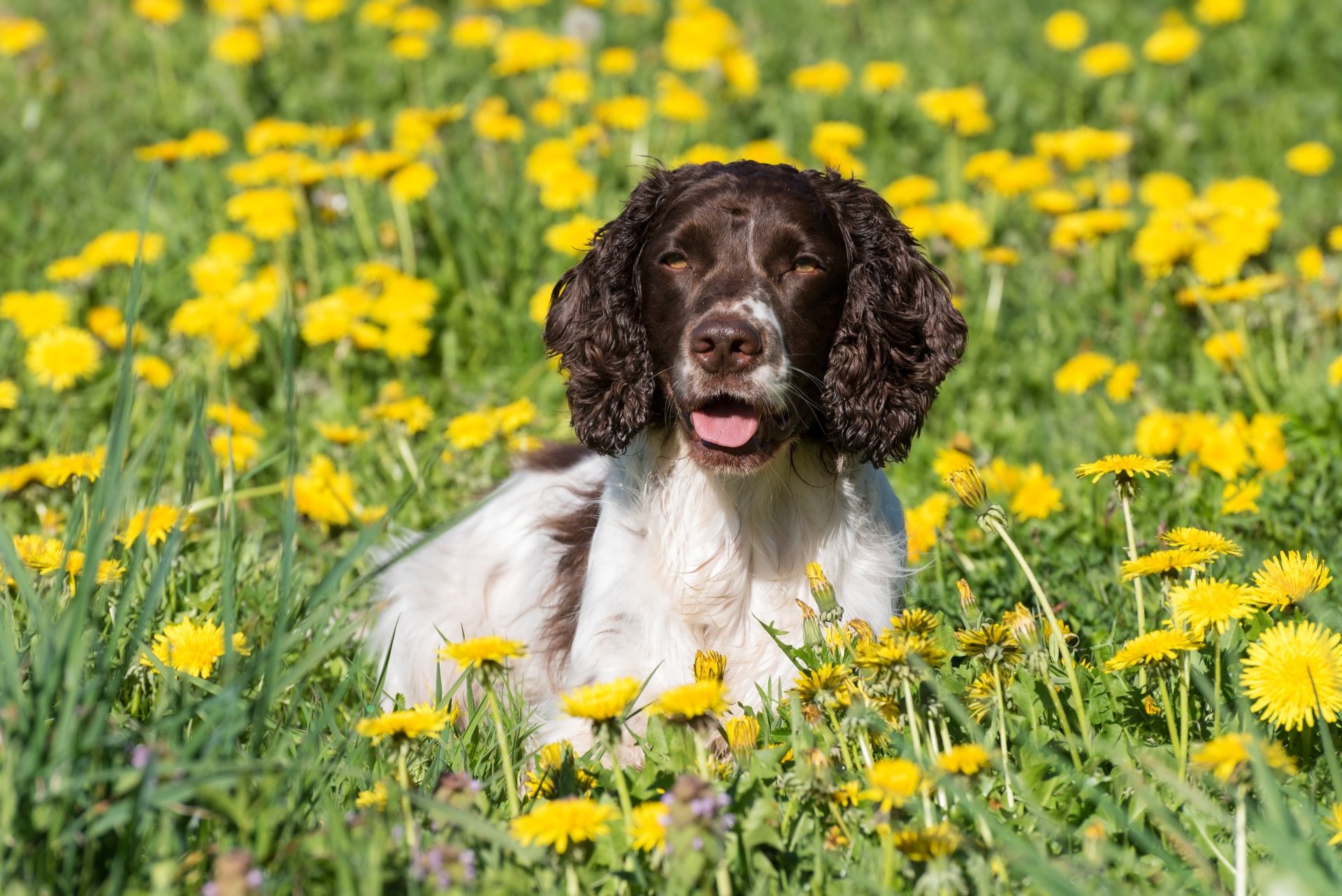 Springer Spaniel Wallpapers - Wallpaper Cave