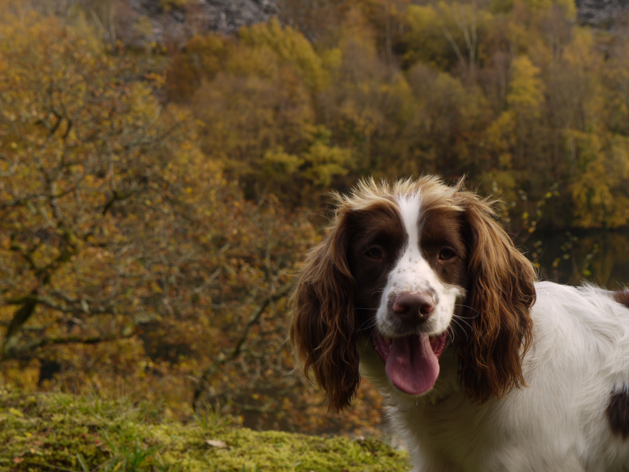 Springer Spaniel Wallpapers - Wallpaper Cave