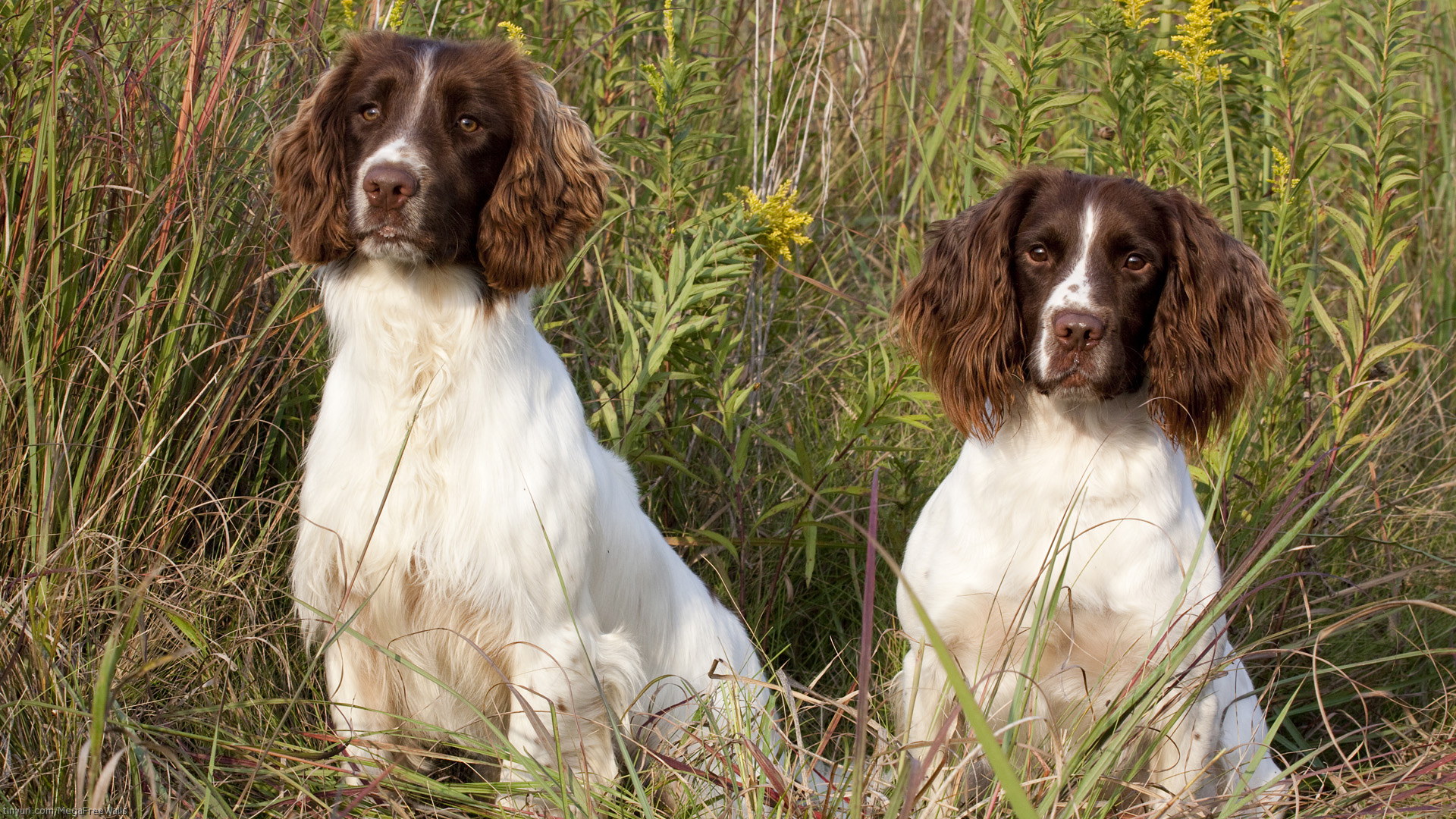 Springer Spaniel Wallpapers - Wallpaper Cave