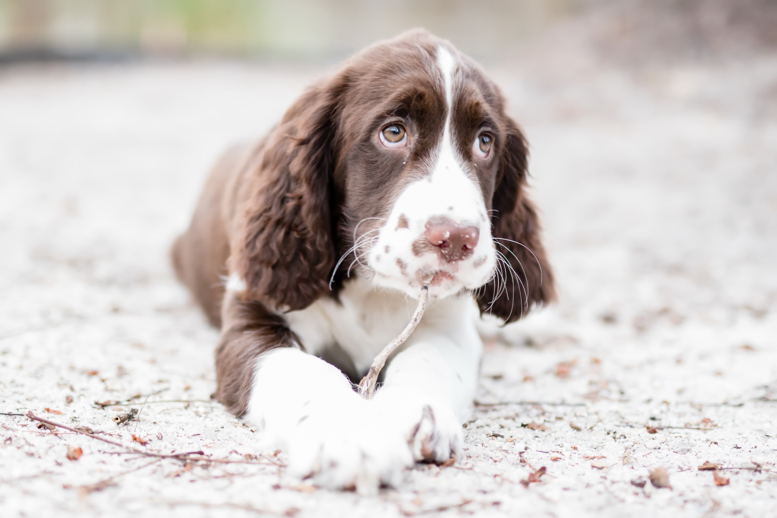 Springer Spaniel Wallpapers - Wallpaper Cave