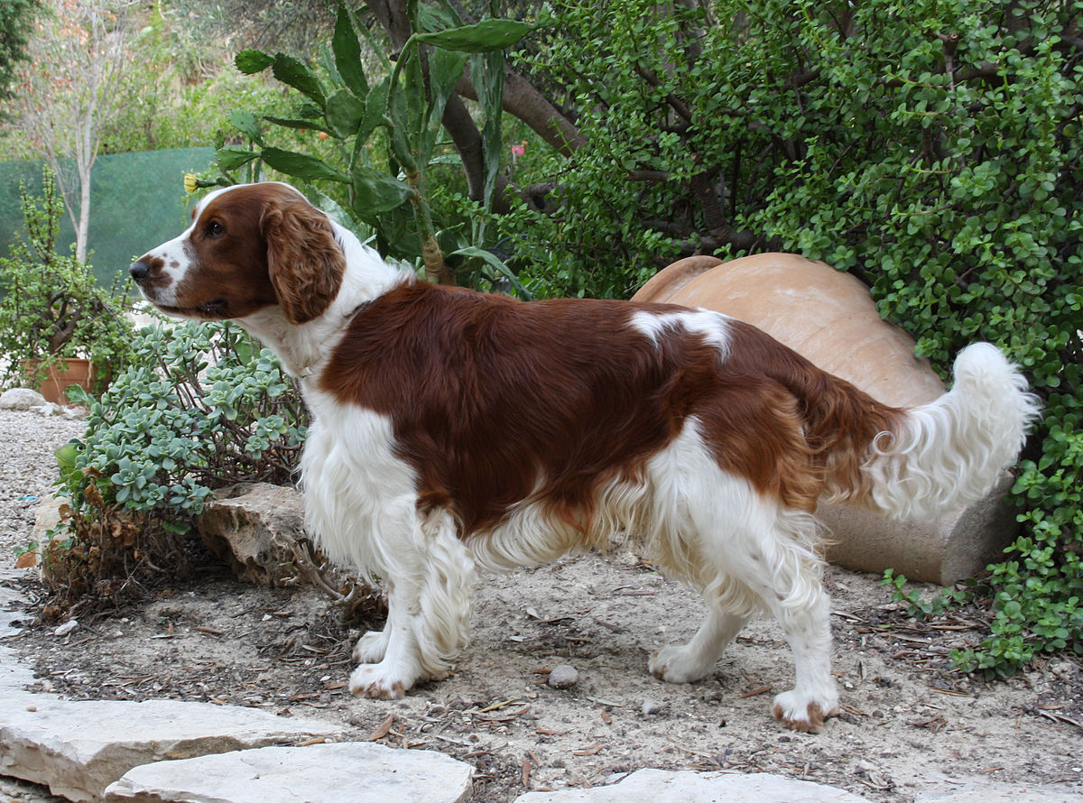 Welsh Springer Spaniel Info, Temperament, Puppies, Picture