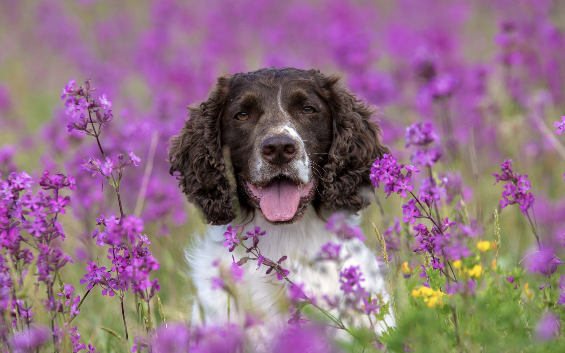 Springer Spaniel Wallpapers - Wallpaper Cave