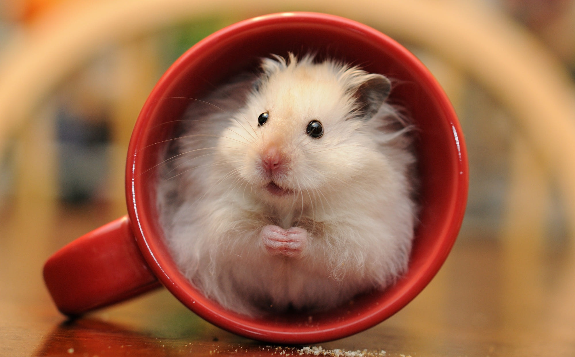 Hamster HD Wallpaper