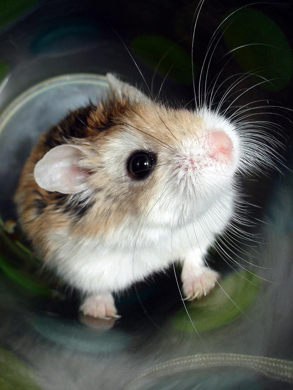 Hamster Cute Furry