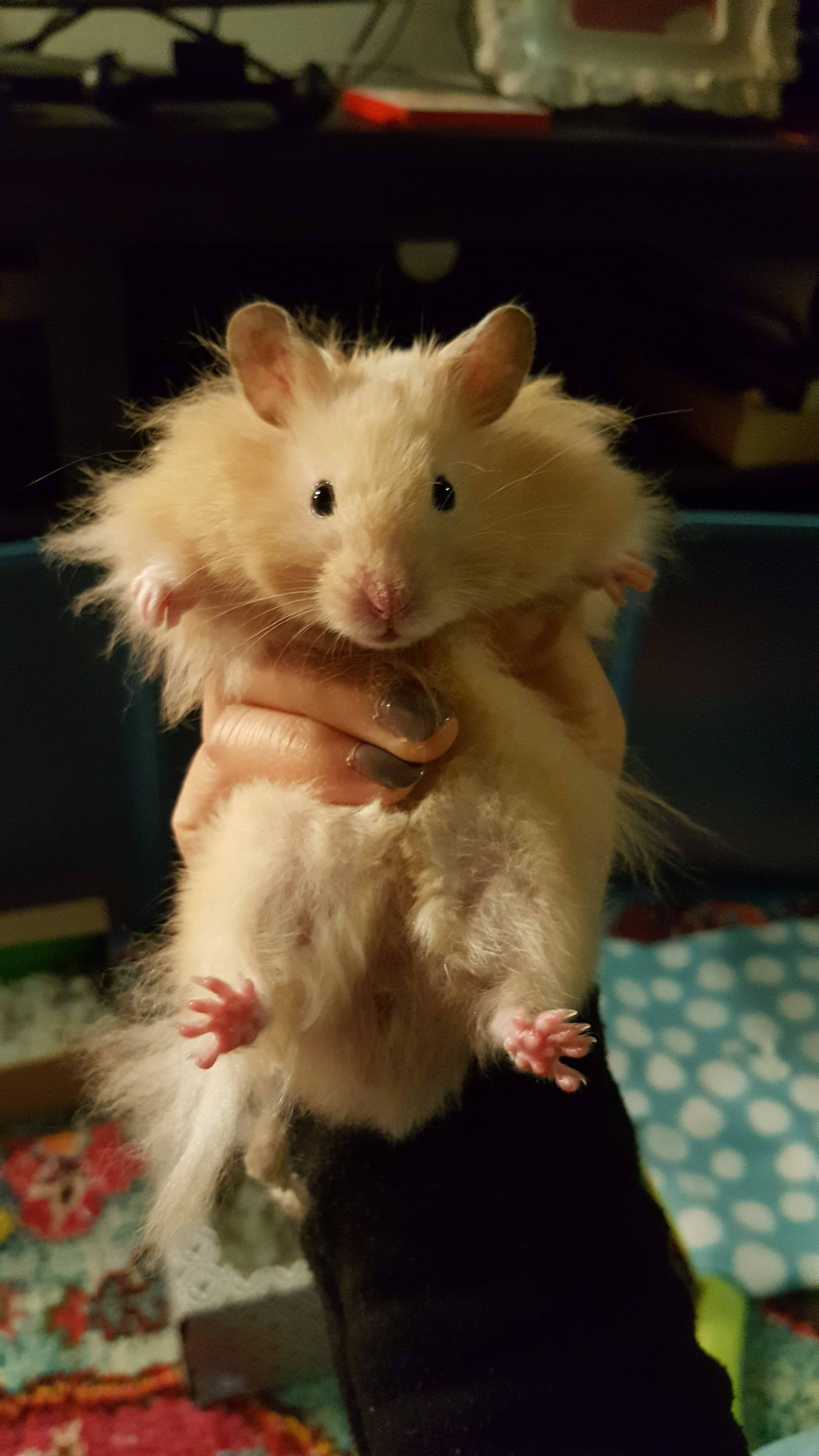 Striker finally held still to let me get this picture! It is now my phone wallpaper. /2BN8pzS. Cute hamsters, Cute animals, Hamster wallpaper