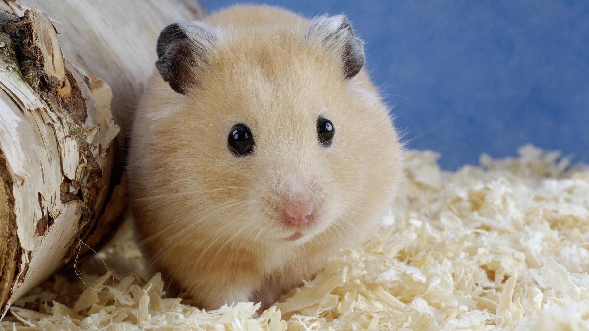 Adorable Hamster HD Wallpaper