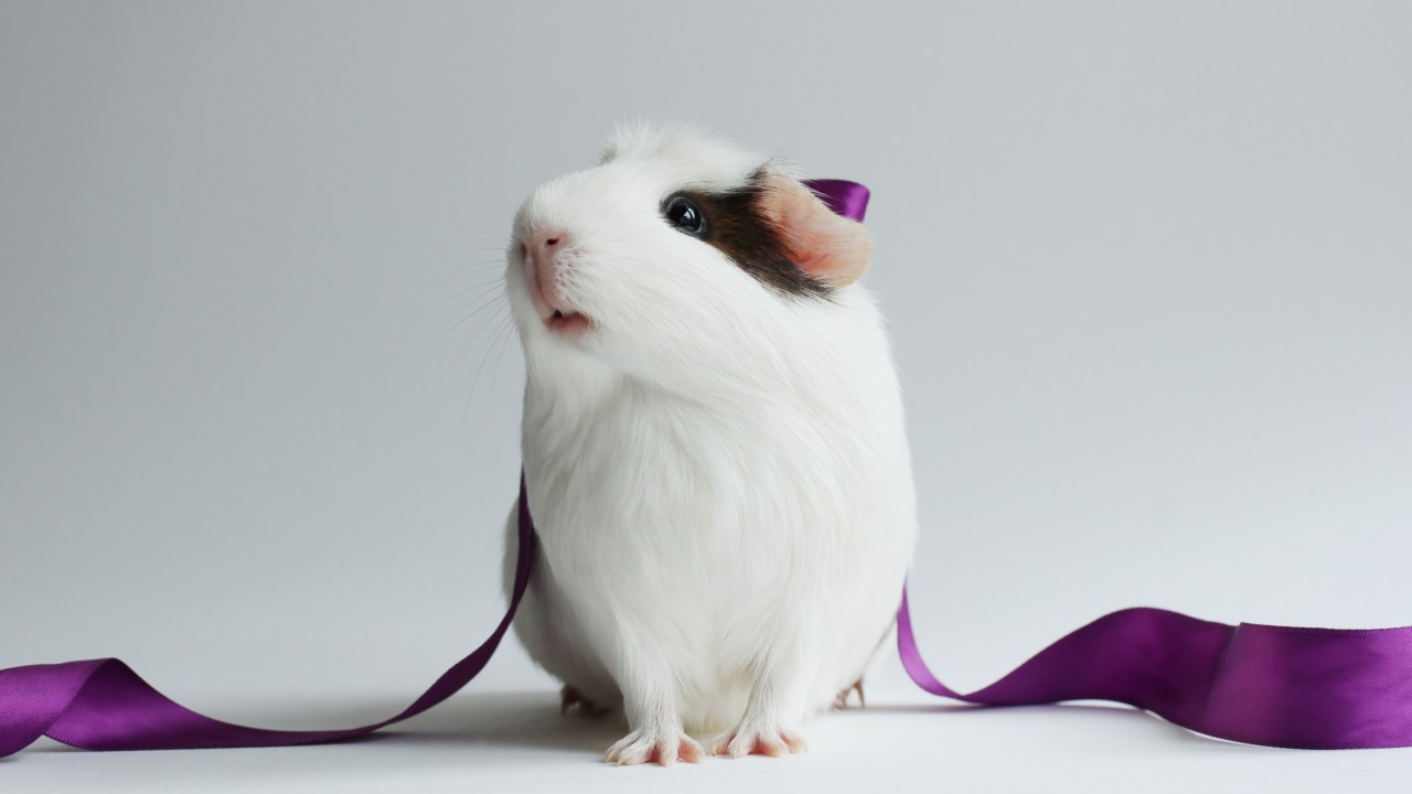 Stock Image Guinea Pig, champion pig, white, Stock Image