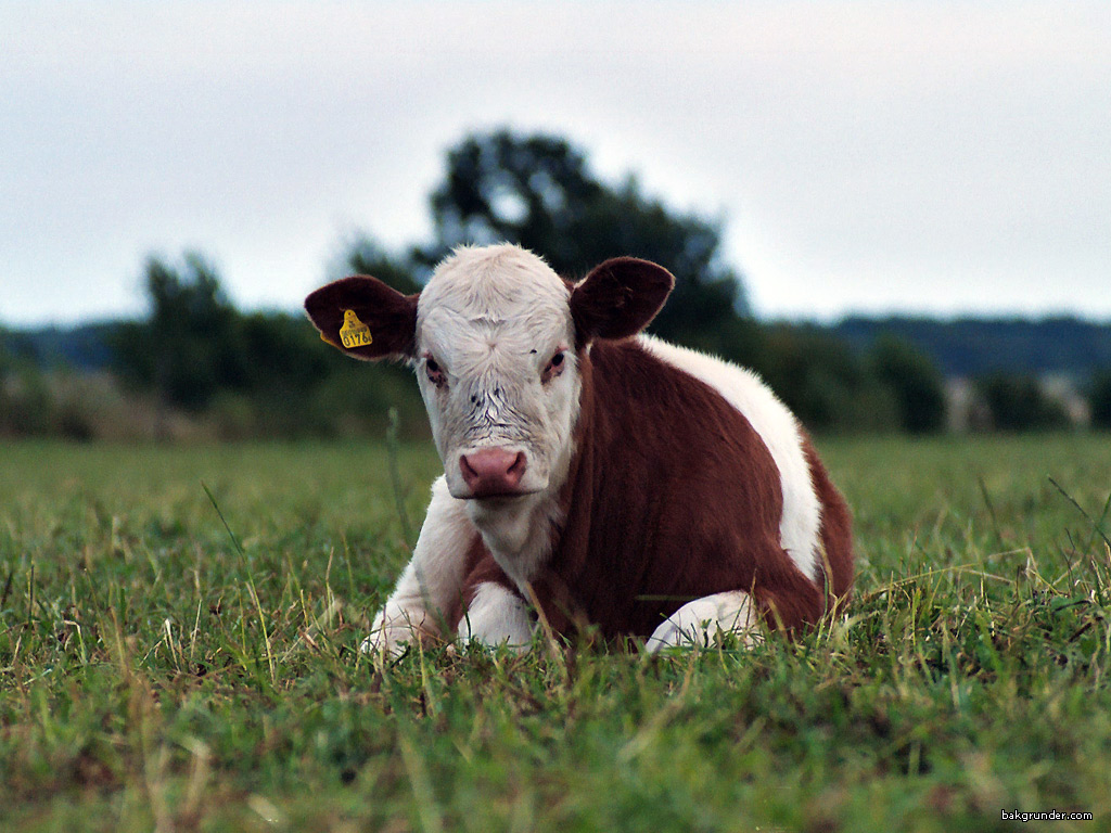 Free download HD Animal Wallpaper HD Cows wallpaper [1024x768] for your Desktop, Mobile & Tablet. Explore HD Cow Wallpaper. HD Cow Wallpaper, Cow Wallpaper, Cute Cow Wallpaper