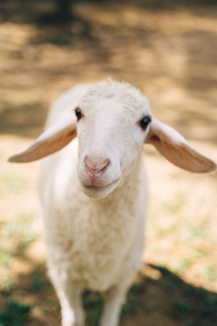 Cute Farm Animals Wallpapers - Wallpaper Cave