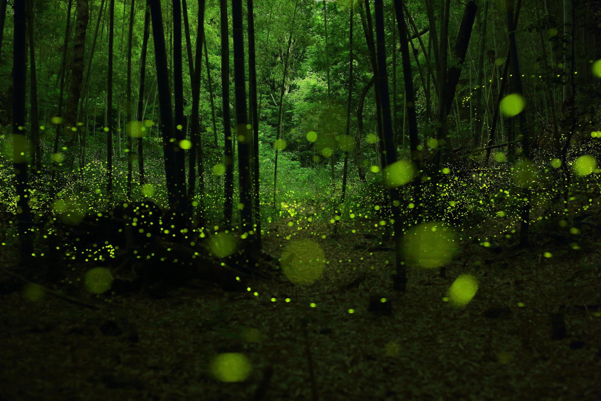 Glowworm HD Wallpaper and Background