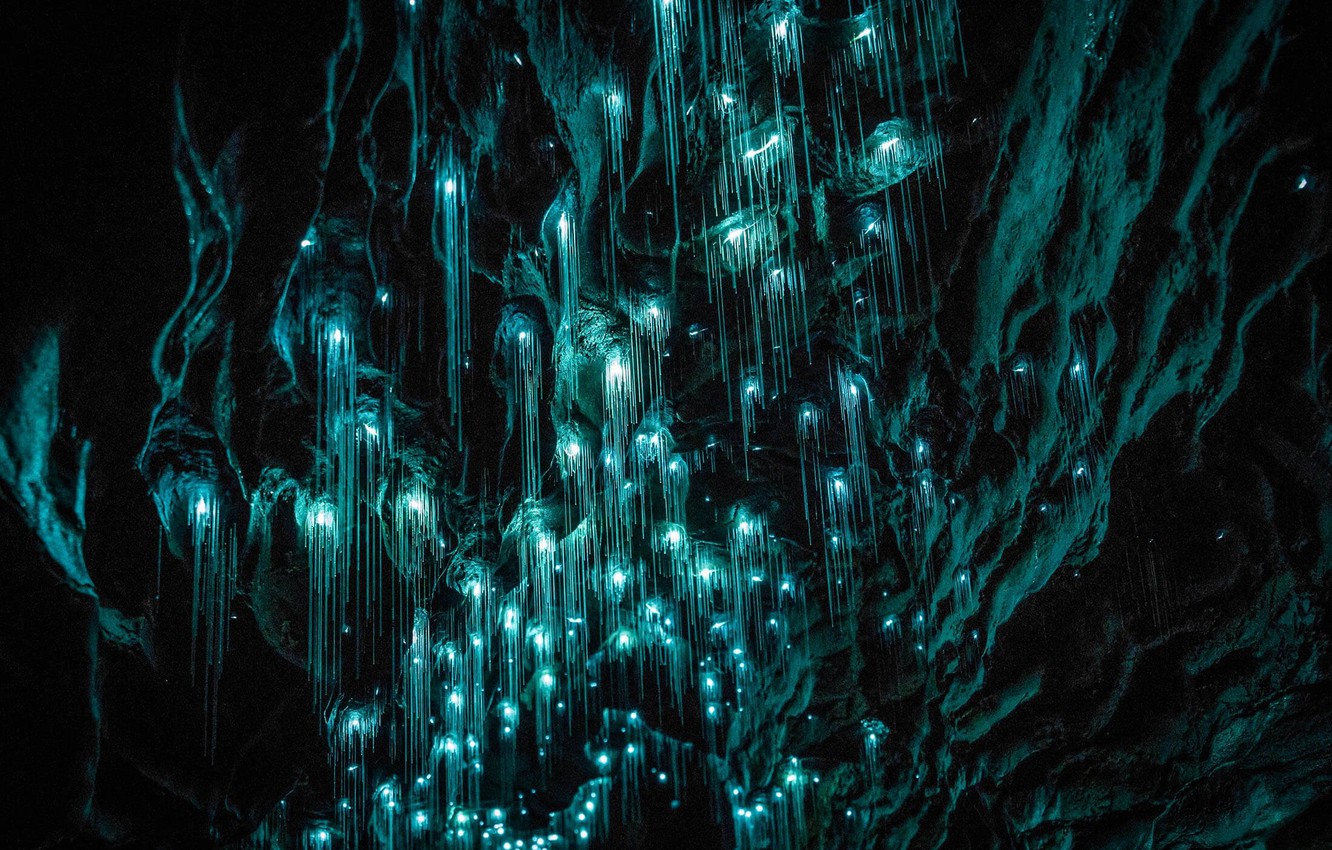 Wallpaper New Zealand, cave, Glowworm Caves image for desktop, section природа
