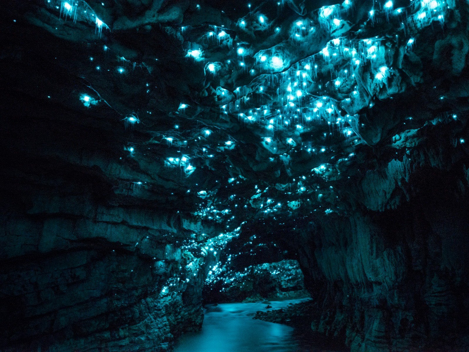 Glow Worm Cave In New Zealand [1600x1200]