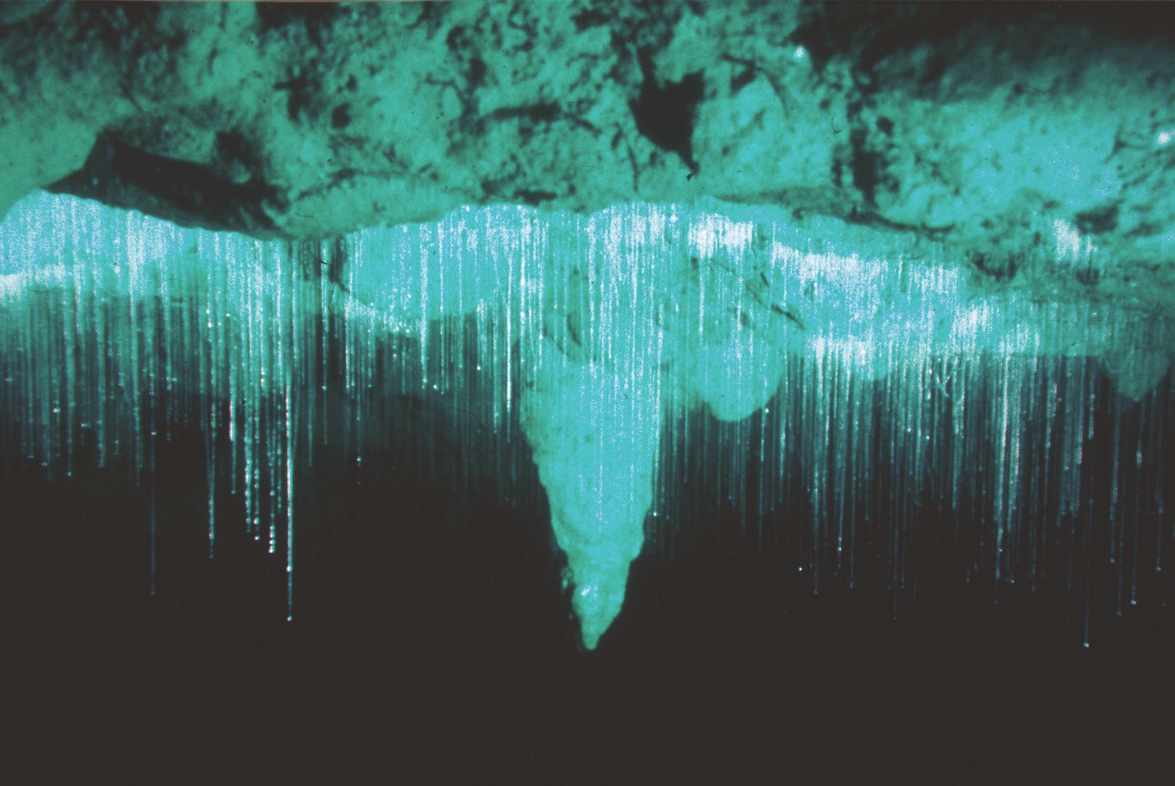 Exploring a cave full of stars AKA the Waitomo Glowworm Grotto Medical Staffing Blog