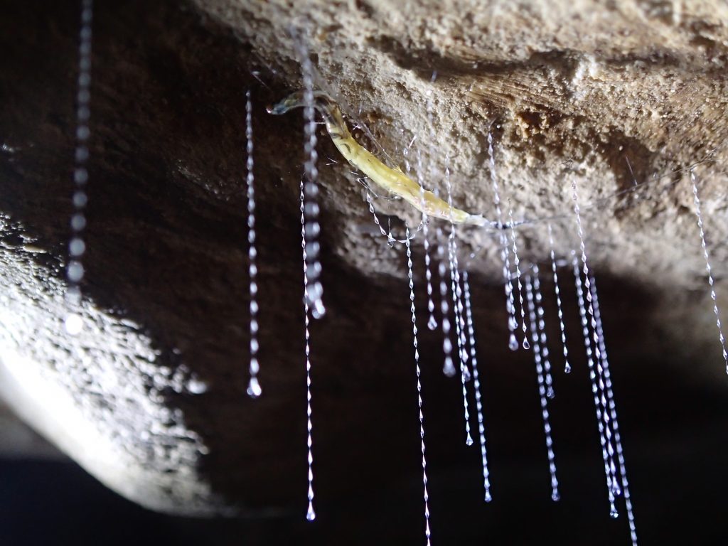 The gross ingredient that glowworms use to make sticky snares
