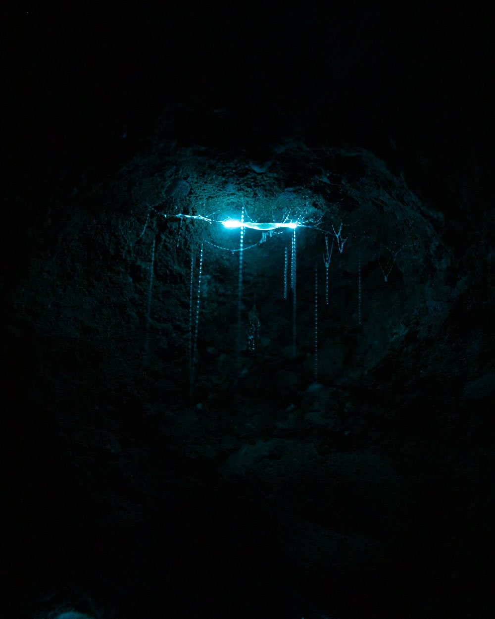 How to take incredible photo of Glow Worms with settings