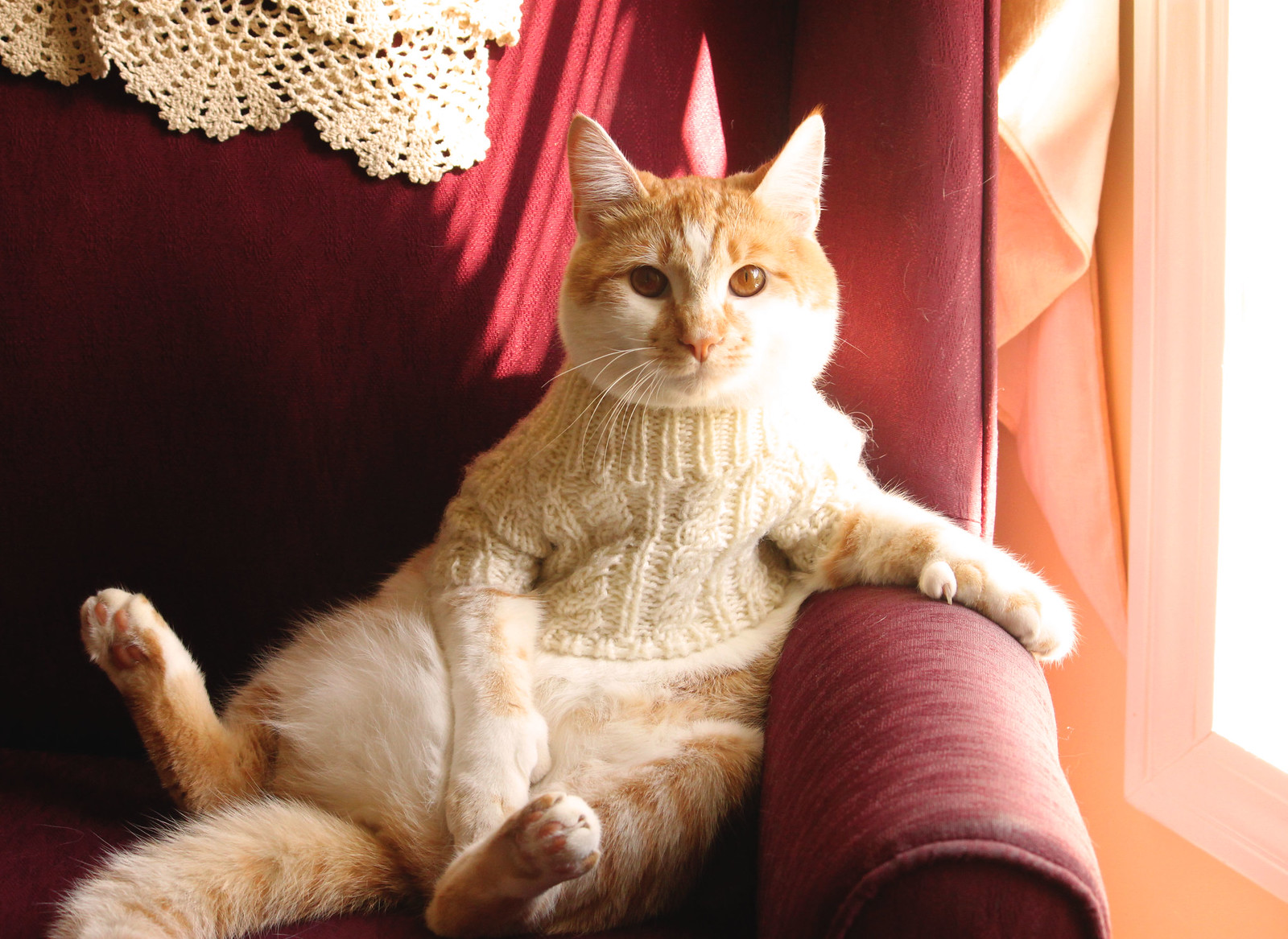 Cats in Sweaters