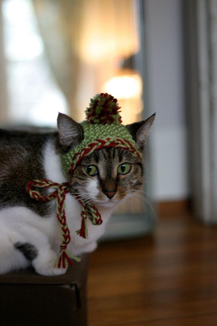 Love Those Silly Cats. Pet sweaters, Cute cats photo, Cats