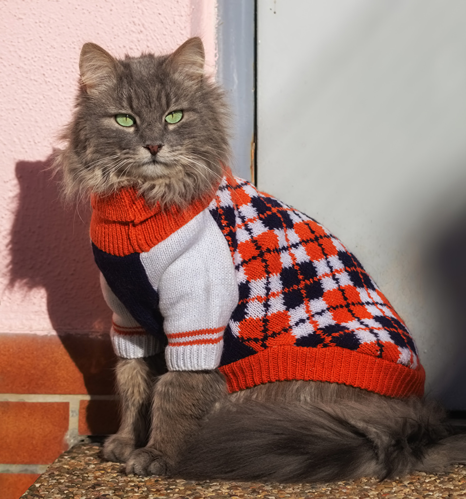 Wallpaper animal cat Uniform Glance Sweater Clothing