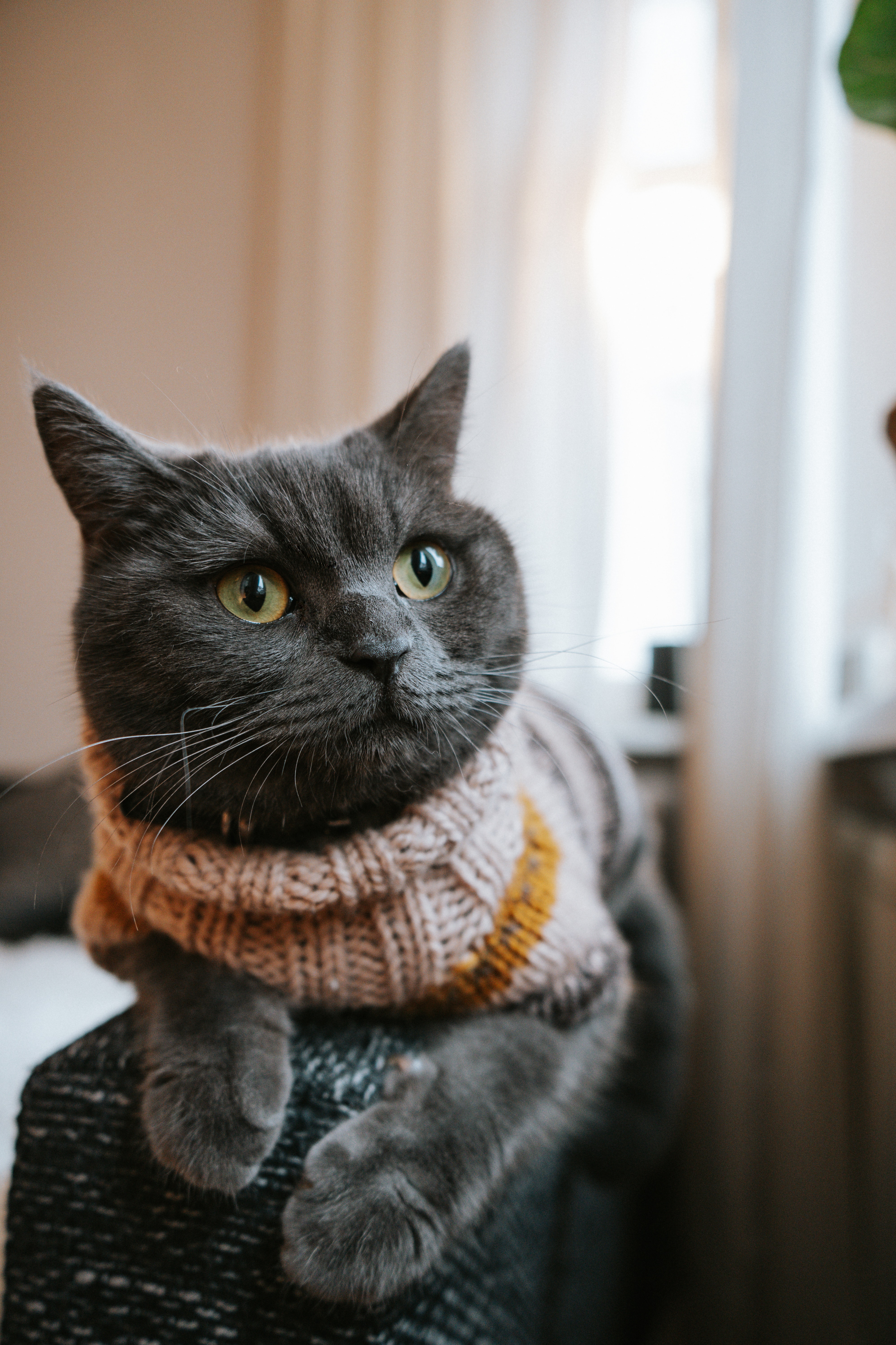 British Shorthair Cat Wearing Sweater · Free