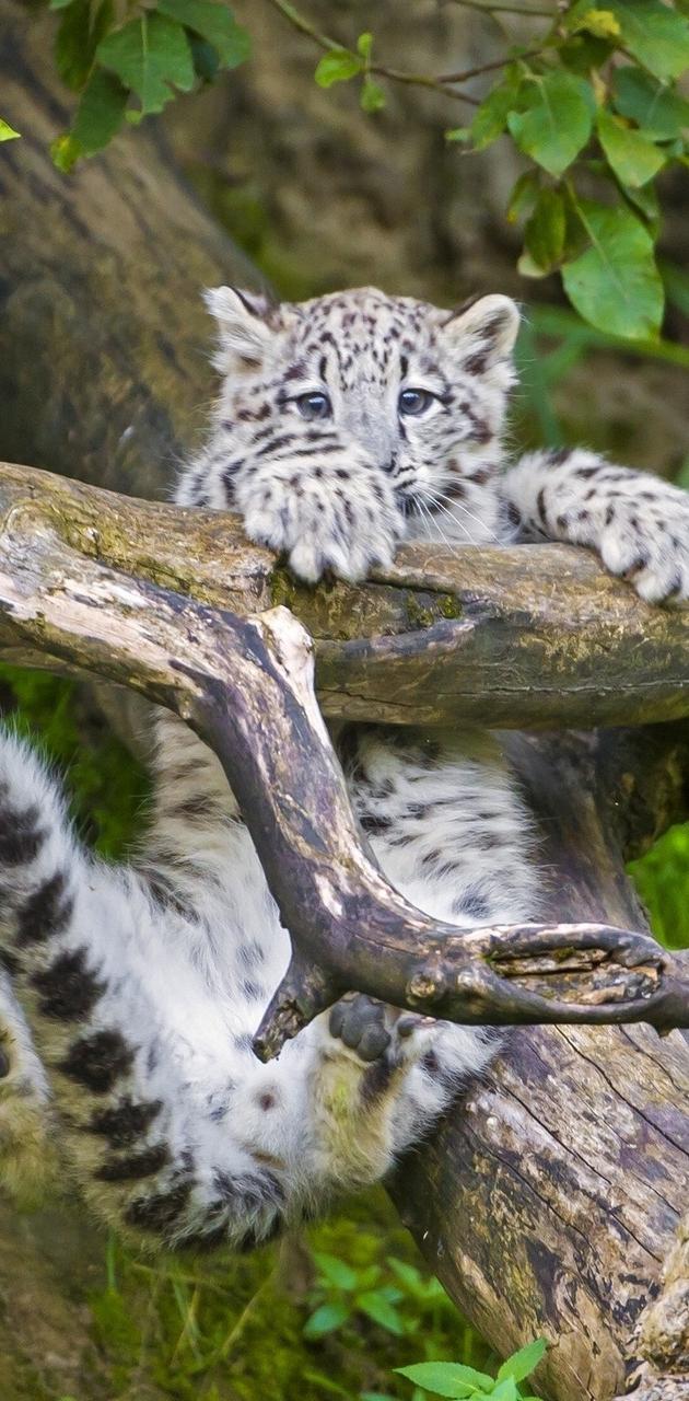 snow leopard cub wallpaper