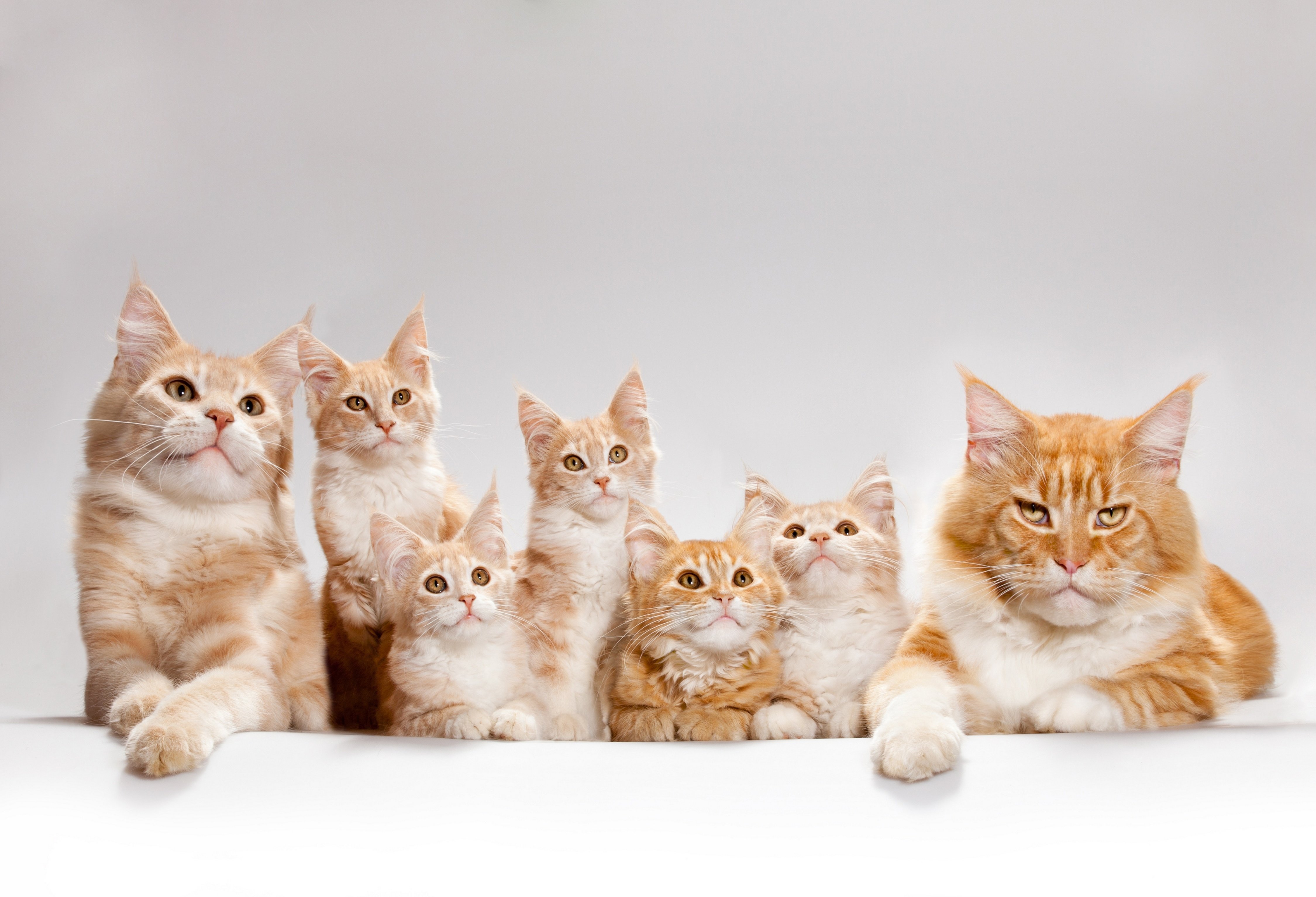 Cat Family Wallpapers - Wallpaper Cave