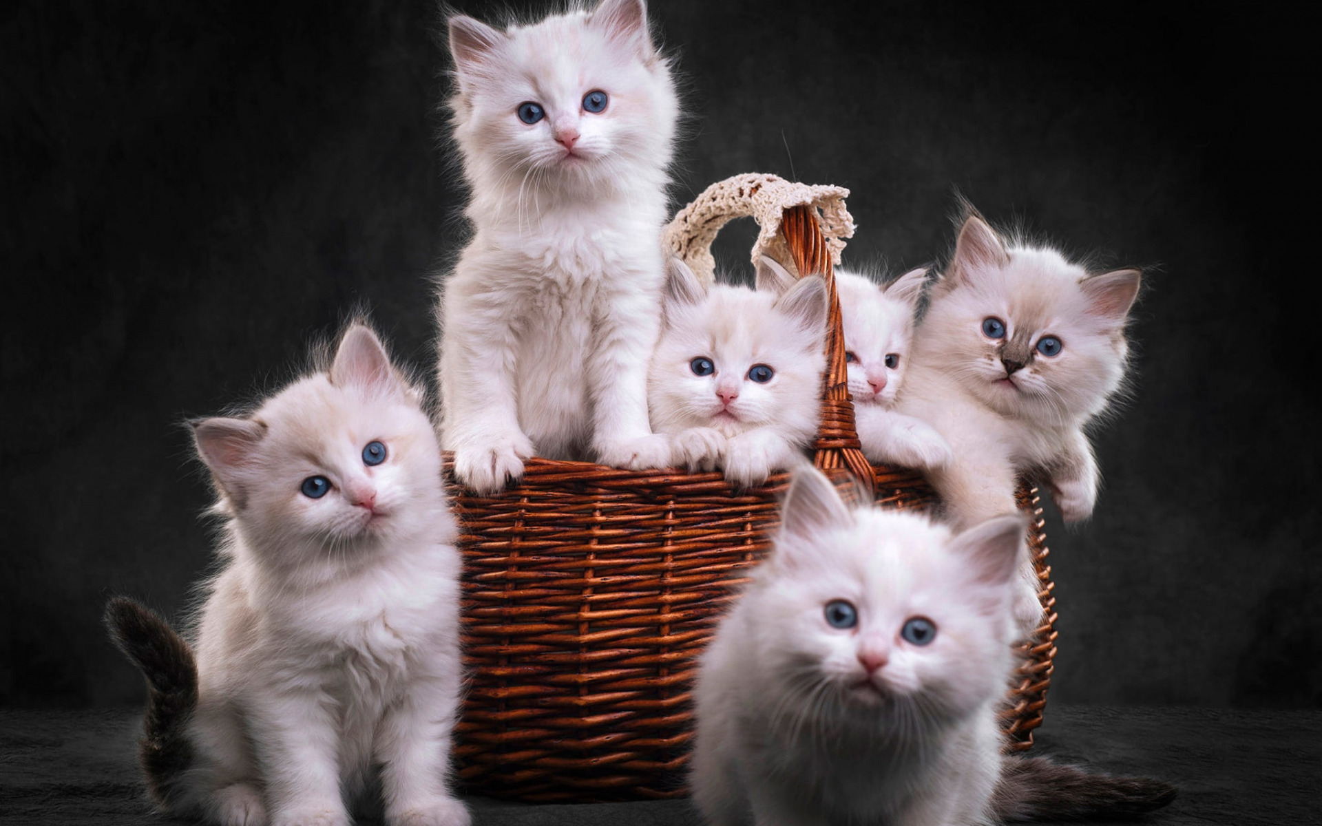 Download wallpaper ragdoll, small kittens, cat family, cute fluffy white kittens, little cats for desktop with resolution 1920x1200. High Quality HD picture wallpaper