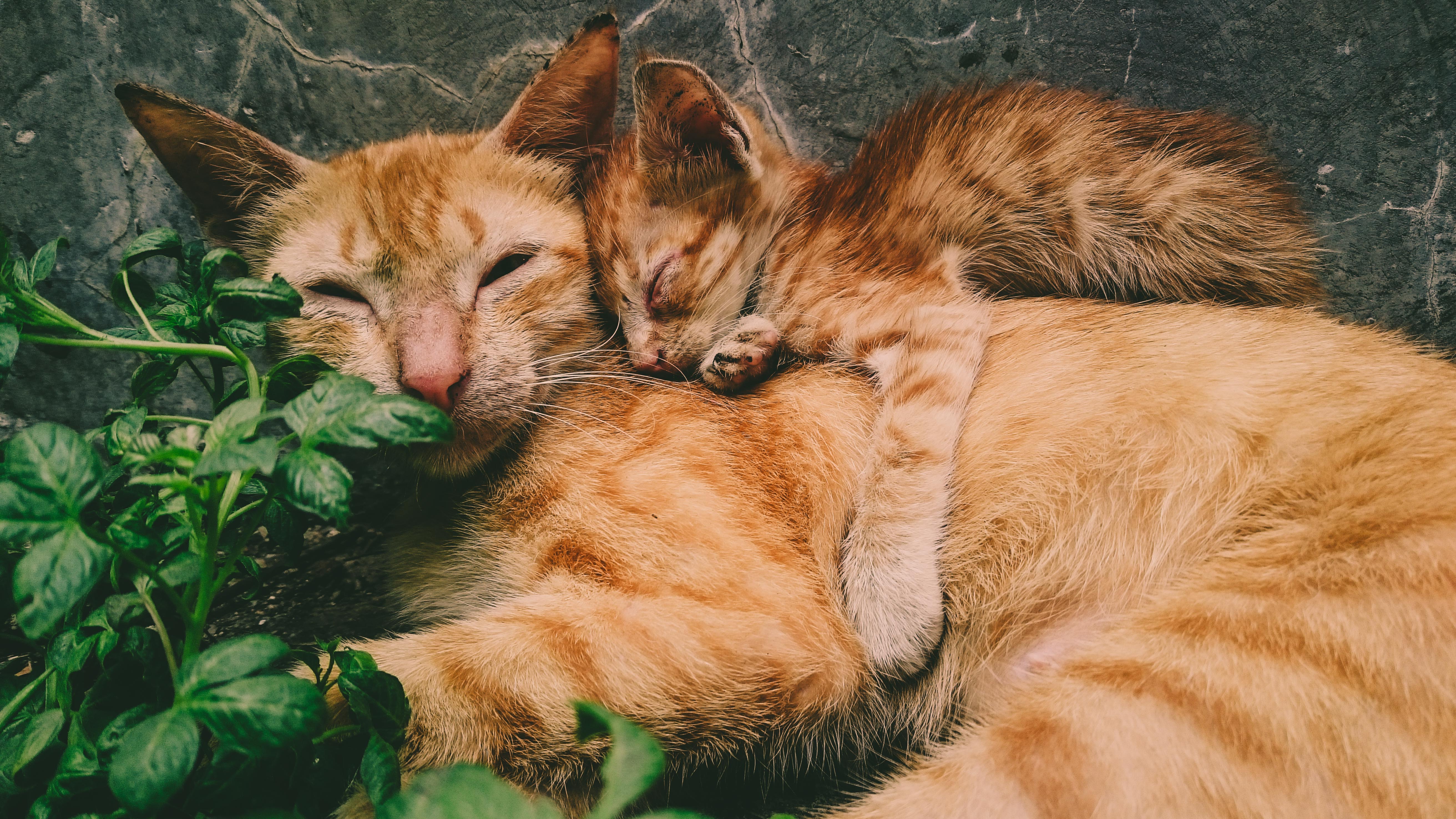 Cat Family Photo, Download Free Cat Family & HD Image
