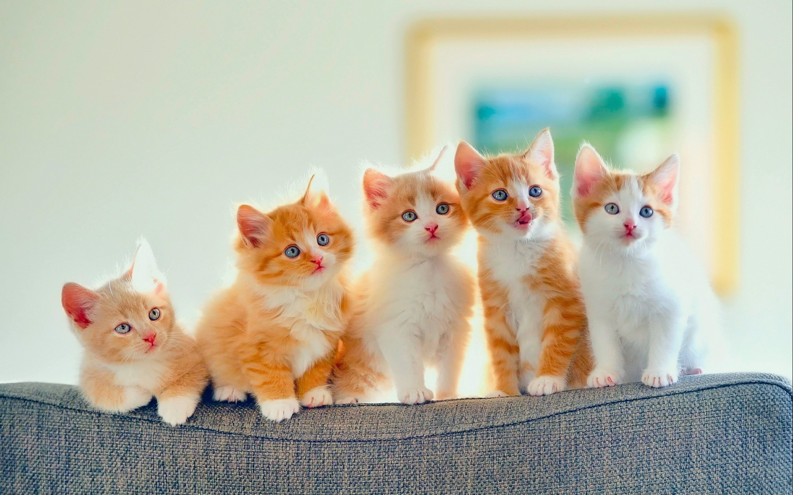 Download wallpaper American Wirehair Cat, family, pets, kittens, cute animals, ginger cats, domestic cats, American Wirehair for desktop with resolution 2560x1600. High Quality HD picture wallpaper