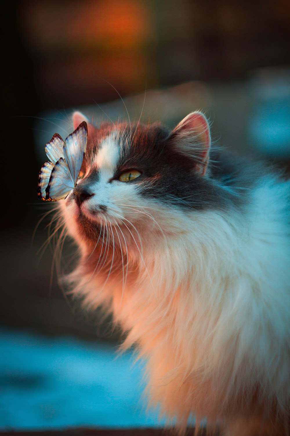 Cat Butterfly Picture. Download Free Image