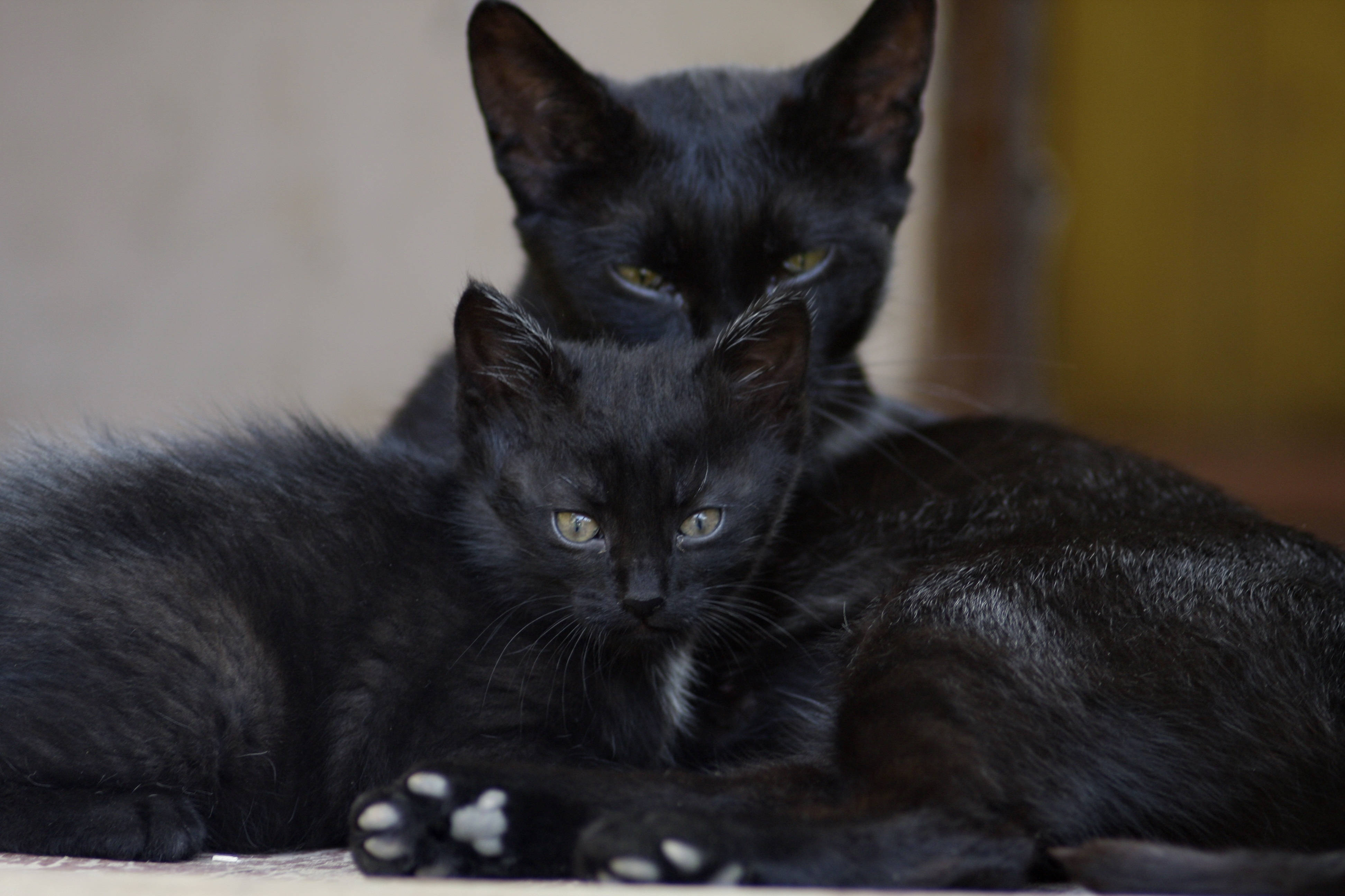 Download Black Cat Family Animals Wallpaper
