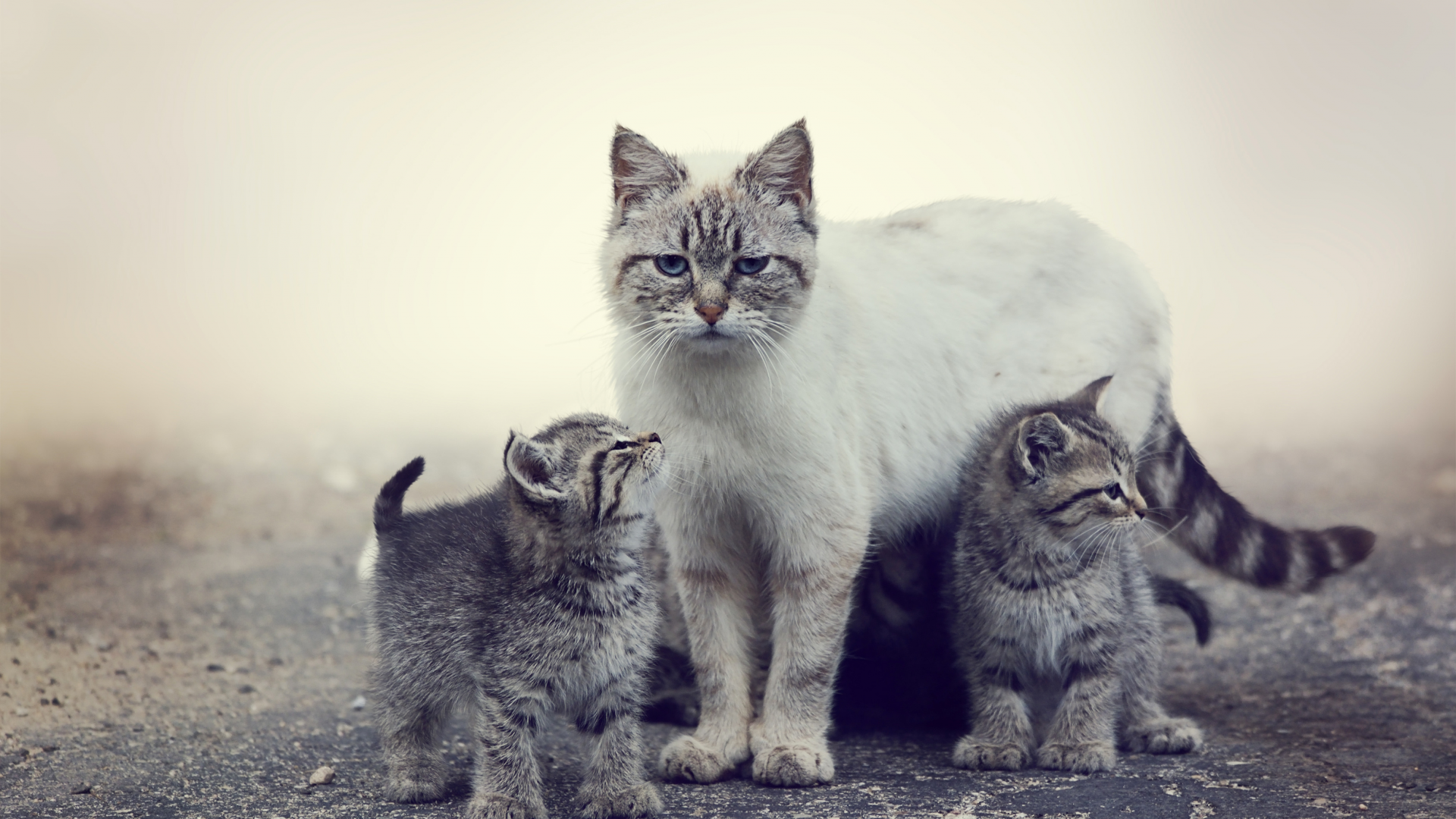Download 1920x1080 cat, kittens, animals, cats family Wallpaper