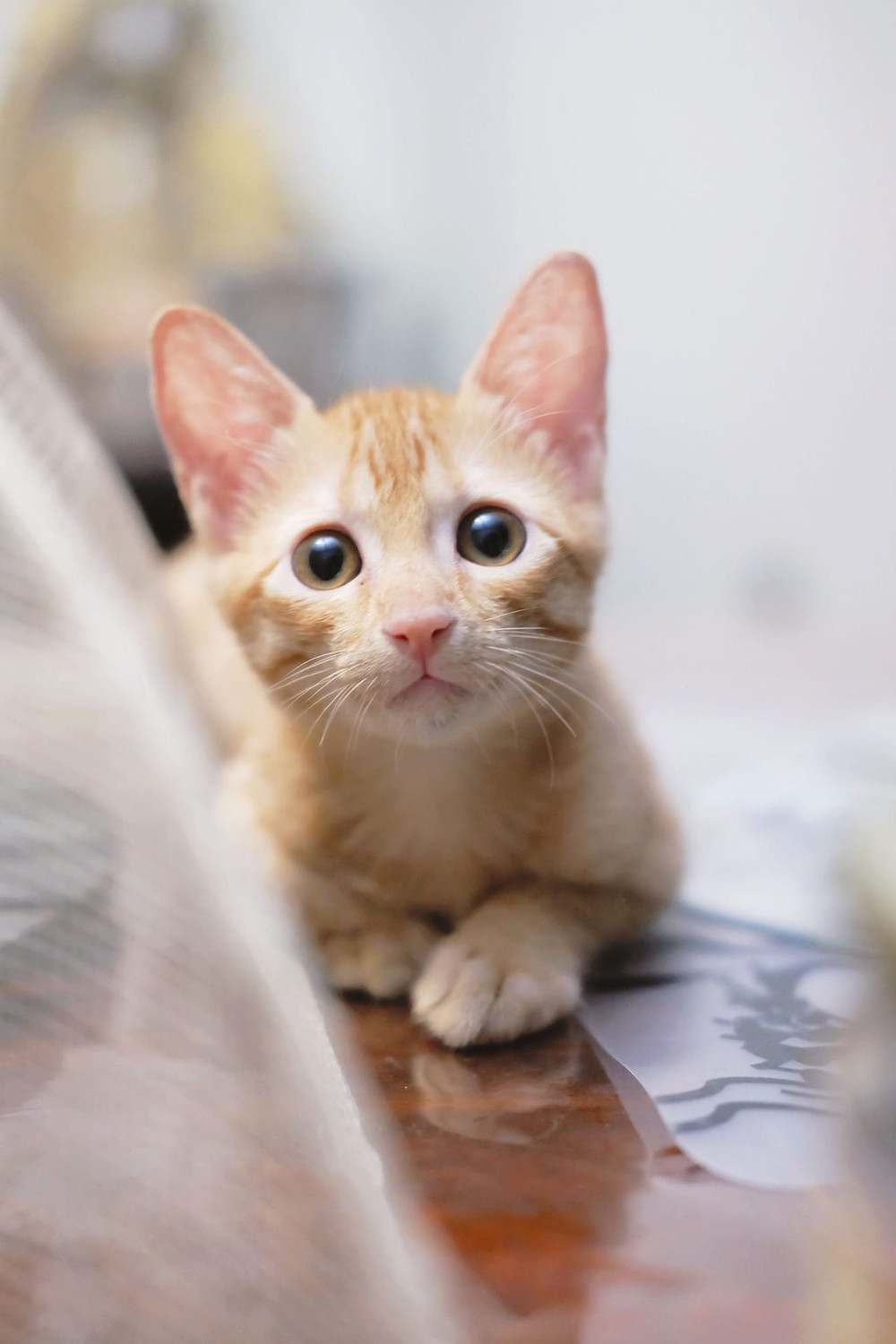 Cat Family Wallpapers Wallpaper Cave