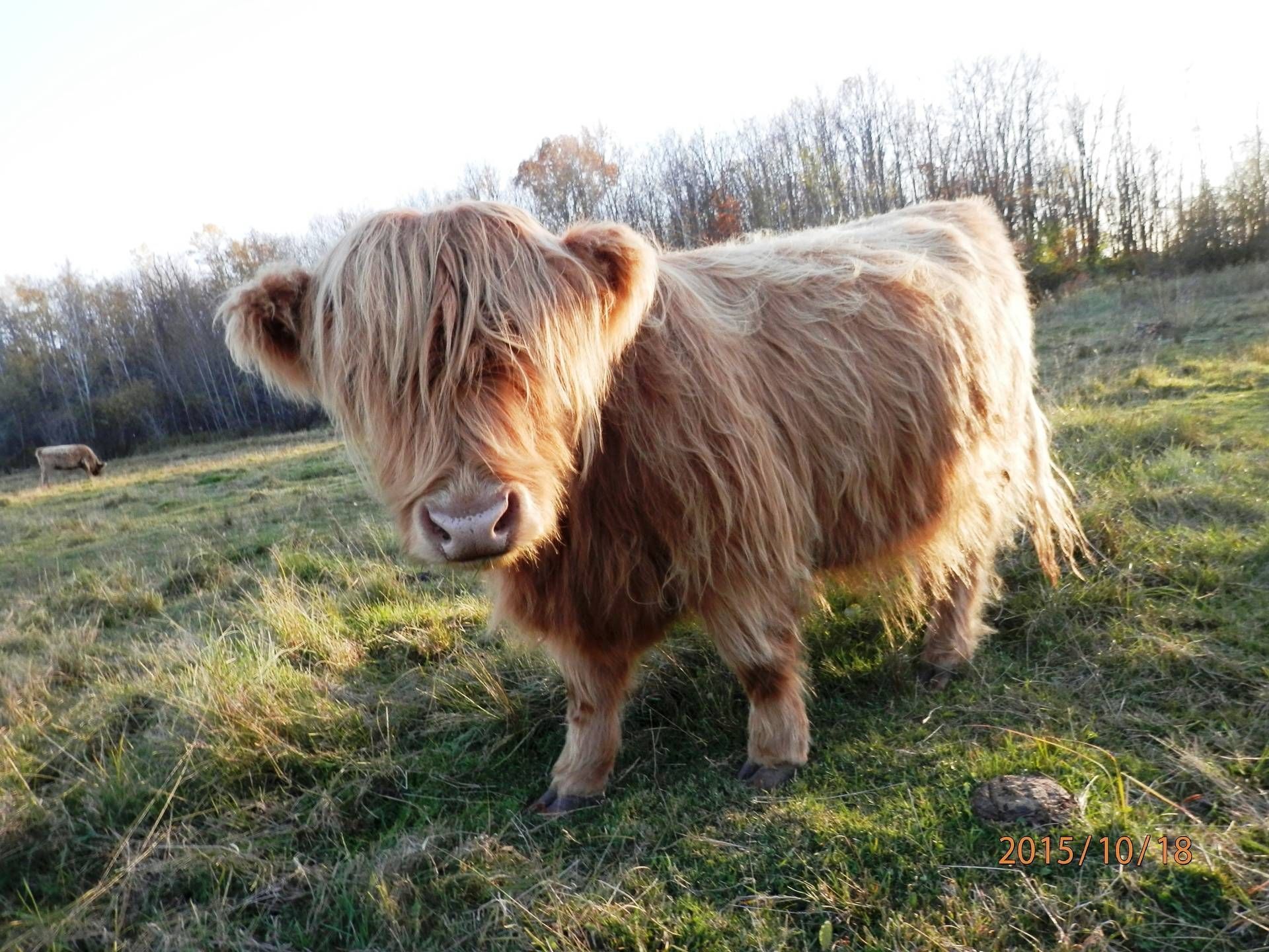 highland cow from the back. Mini cows, Fluffy cows, Miniature cows