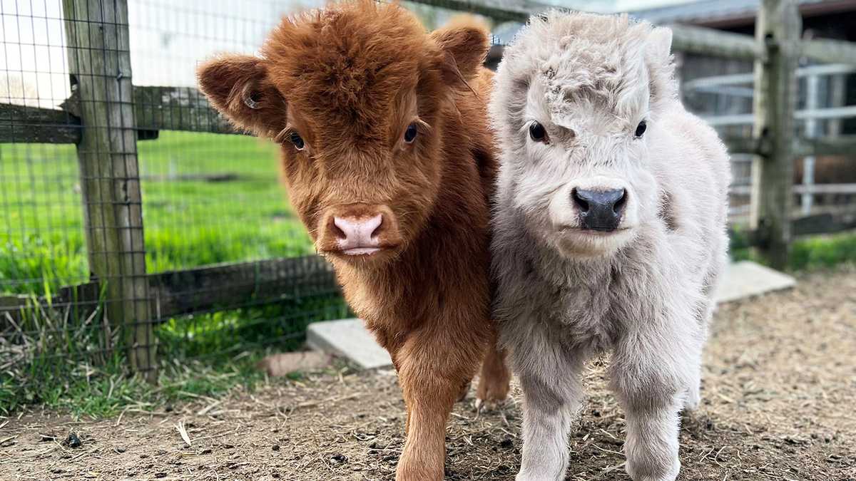 Mini Cows Wallpapers Wallpaper Cave
