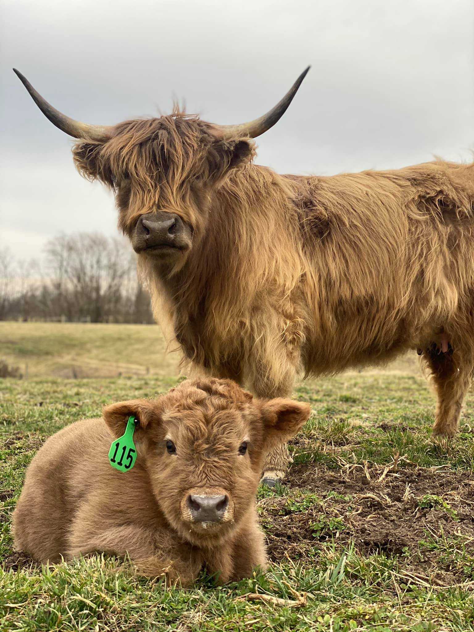 This farm in Kentucky is home to cows so fluffy, you'll want to hug them