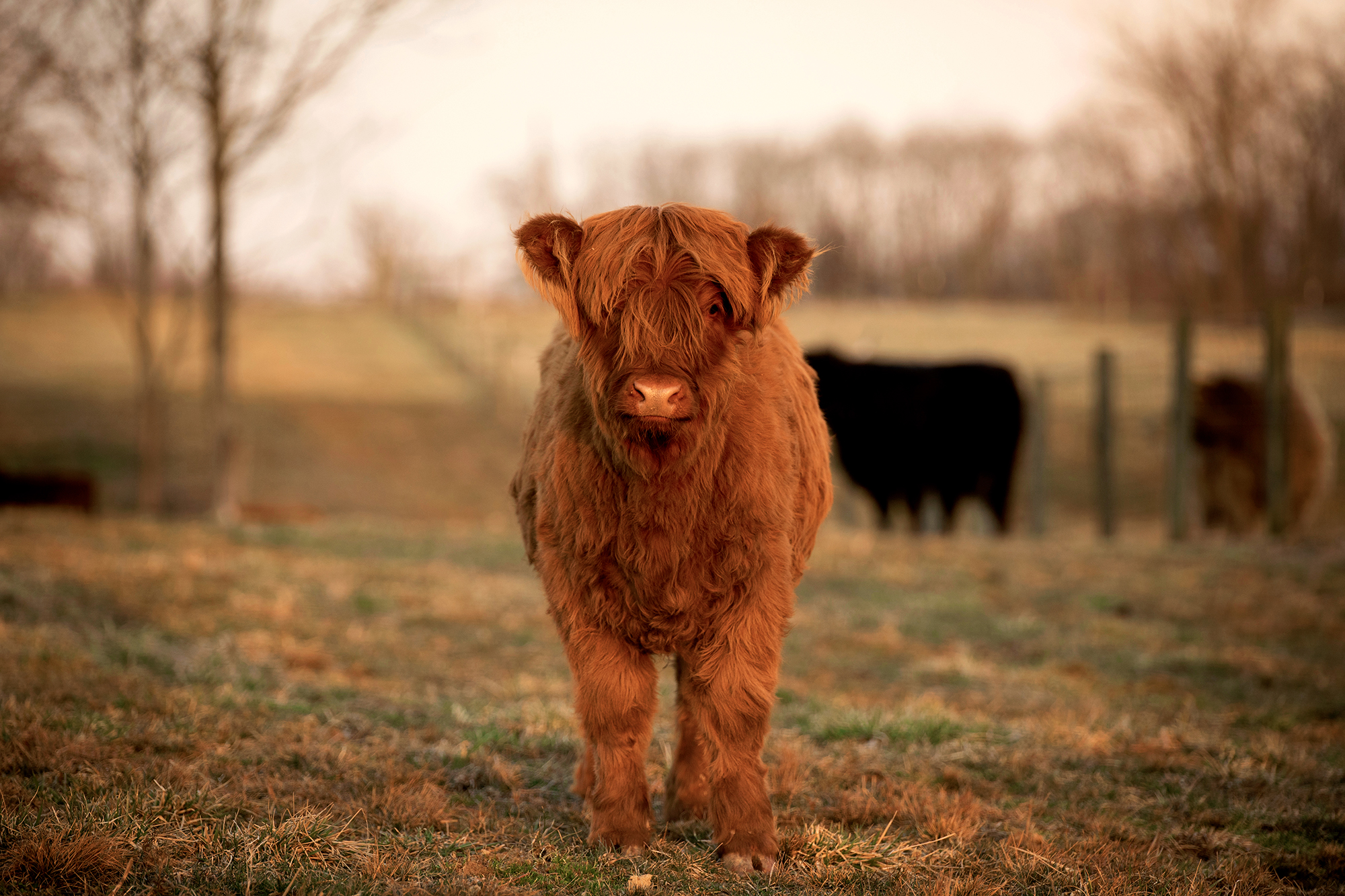 This Kentucky farm had a Highland cow baby boom: See the photo