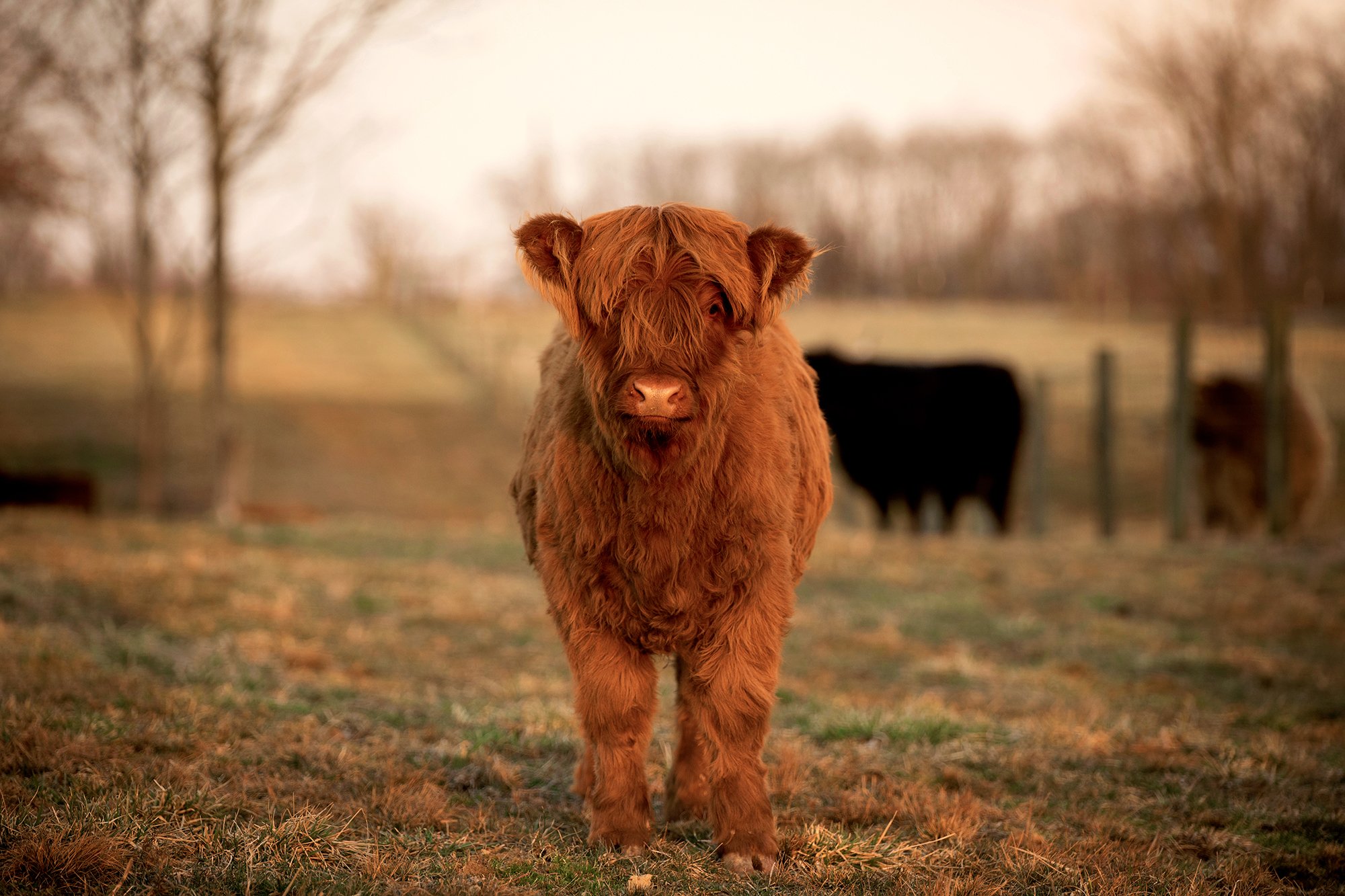 Baby Highland Cows Wallpapers - Wallpaper Cave