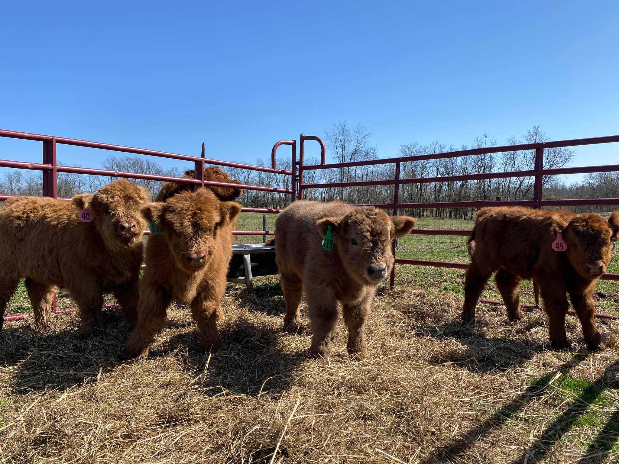 This farm in Kentucky is home to cows so fluffy, you'll want to hug them