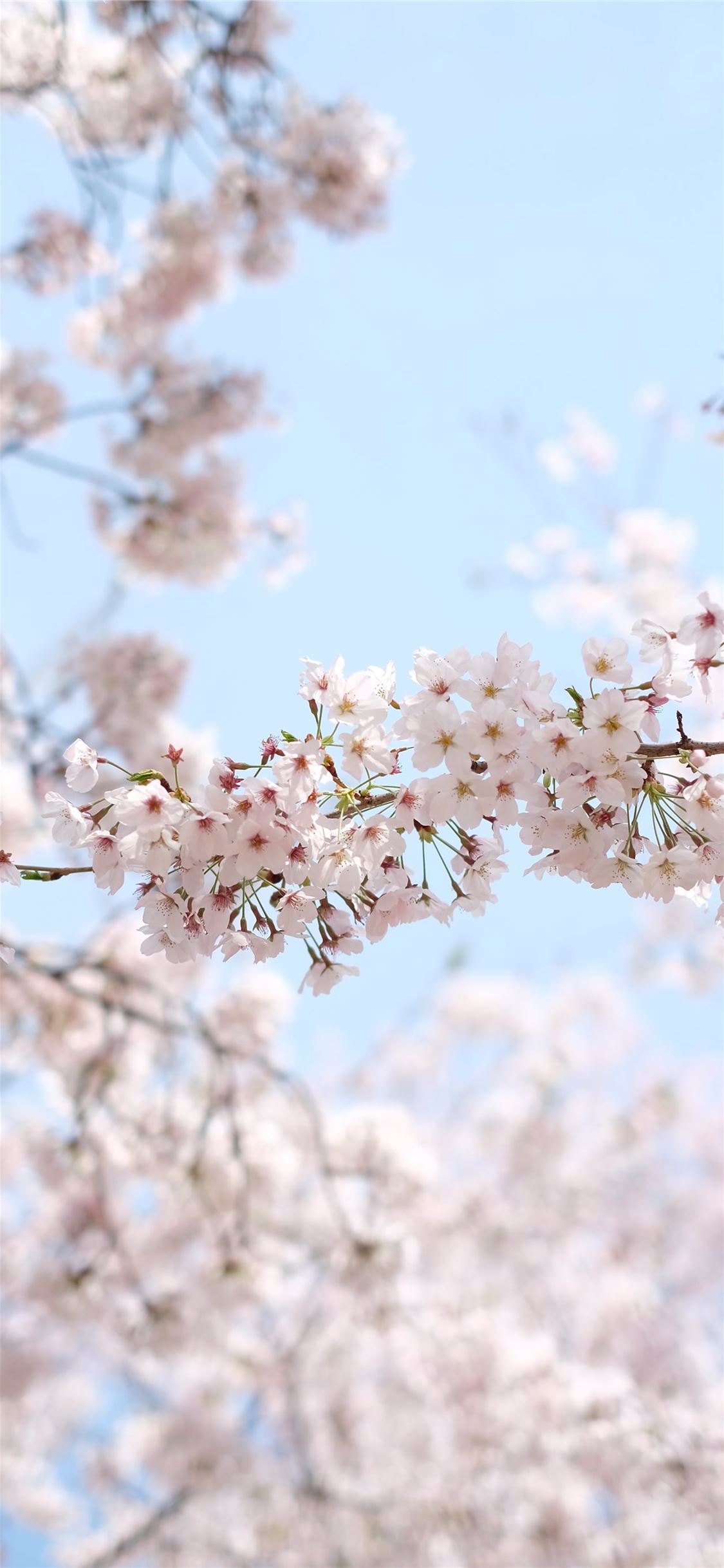 white cherry blossom under clear blue sky during d. iPhone X Wallpaper Free Download