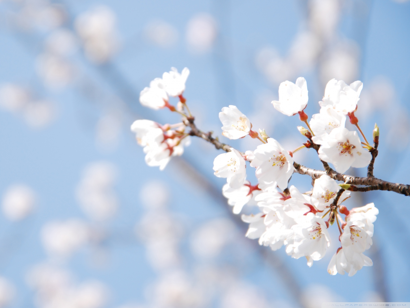Cherry Blossom And Blue Sky Ultra HD Desktop Background Wallpaper for 4K UHD TV, Multi Display, Dual Monitor, Tablet